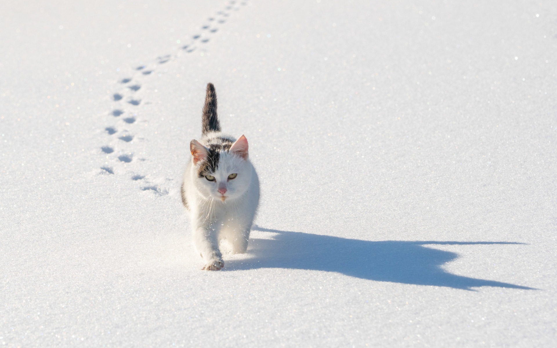 кот, снег, днепр