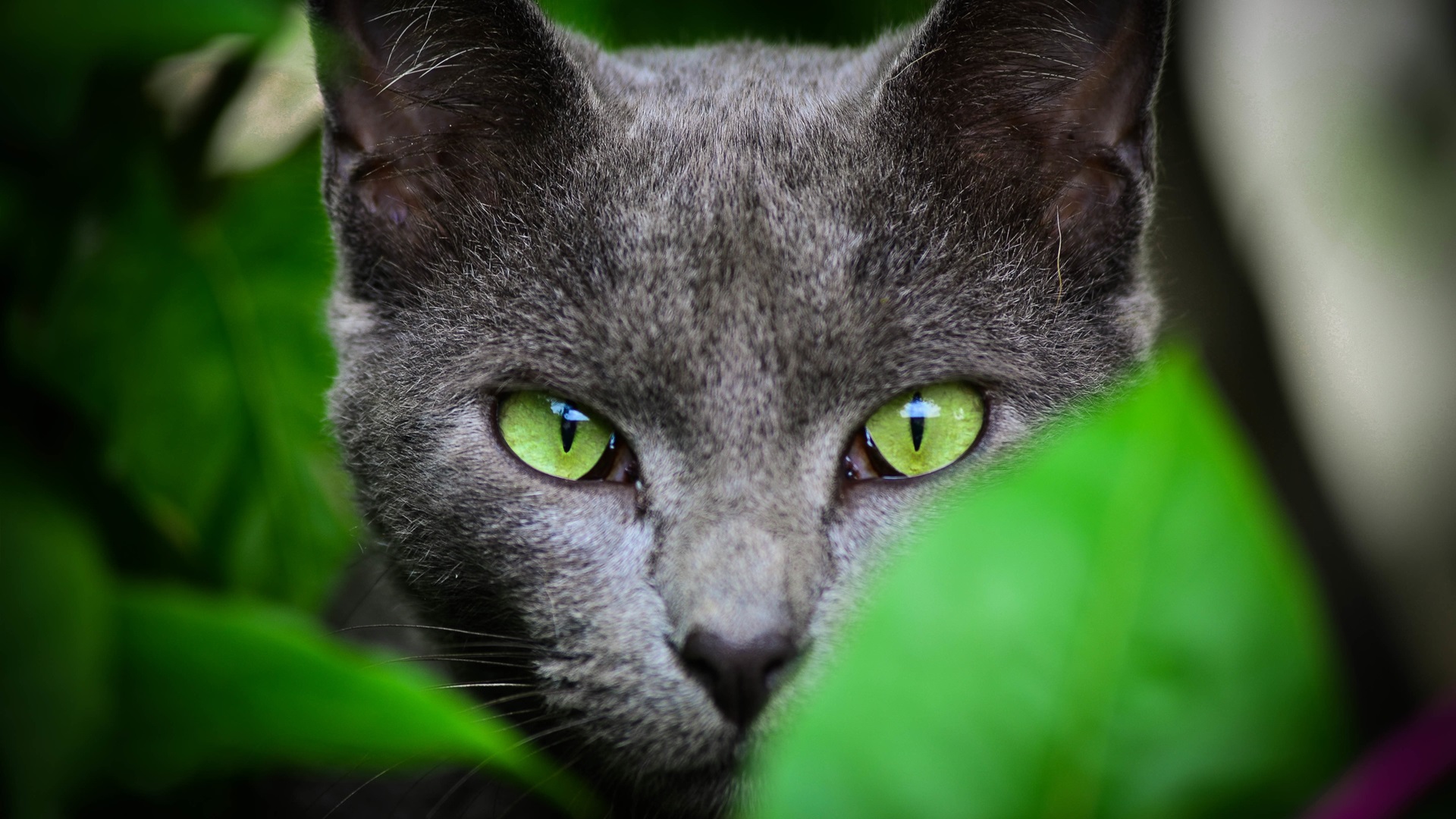 кот, глазами, свет