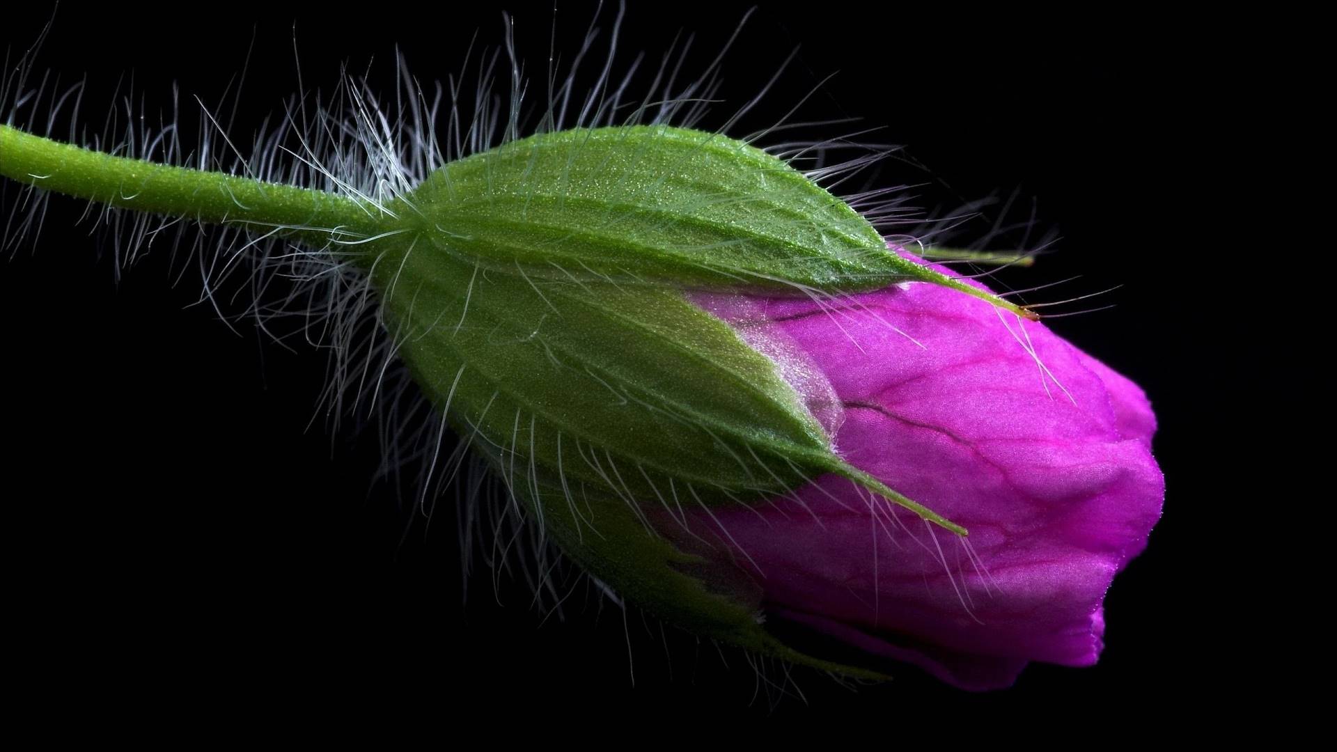 фон, цветы, чёрн