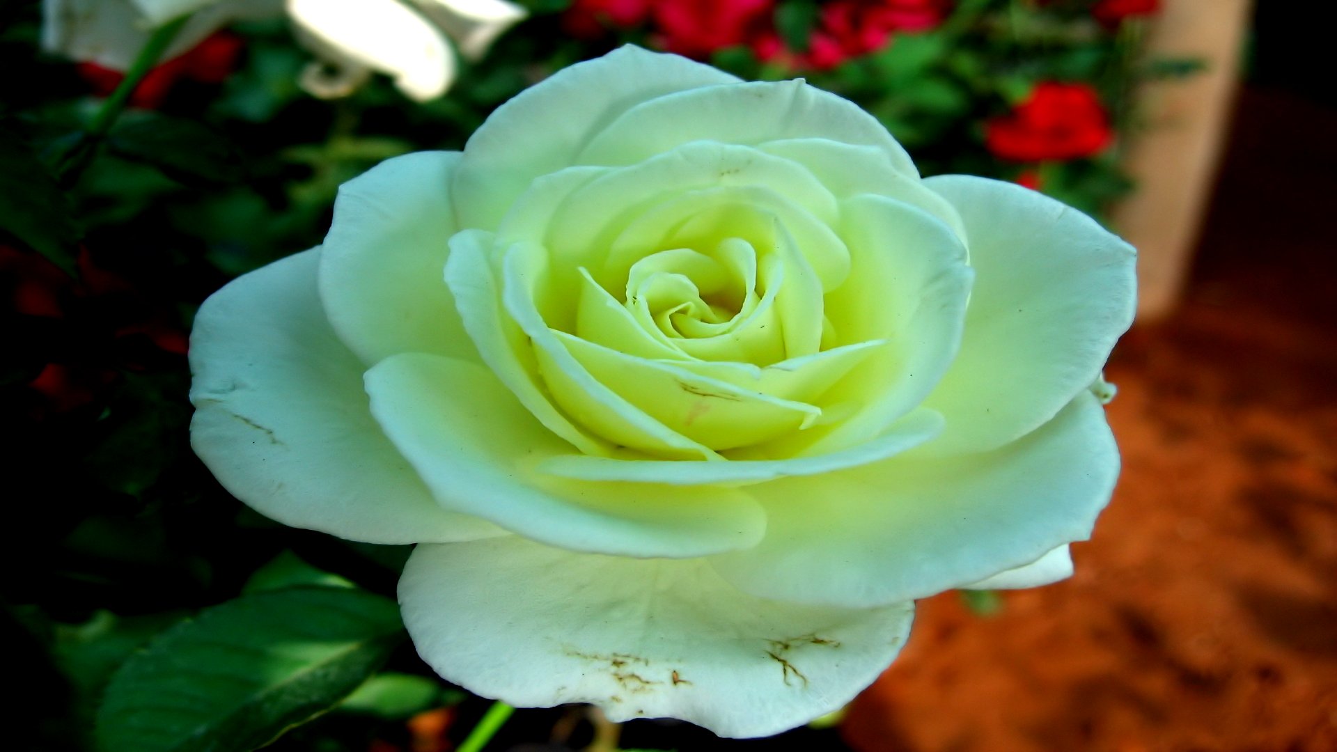 есть белая роза, которая цветет в саду