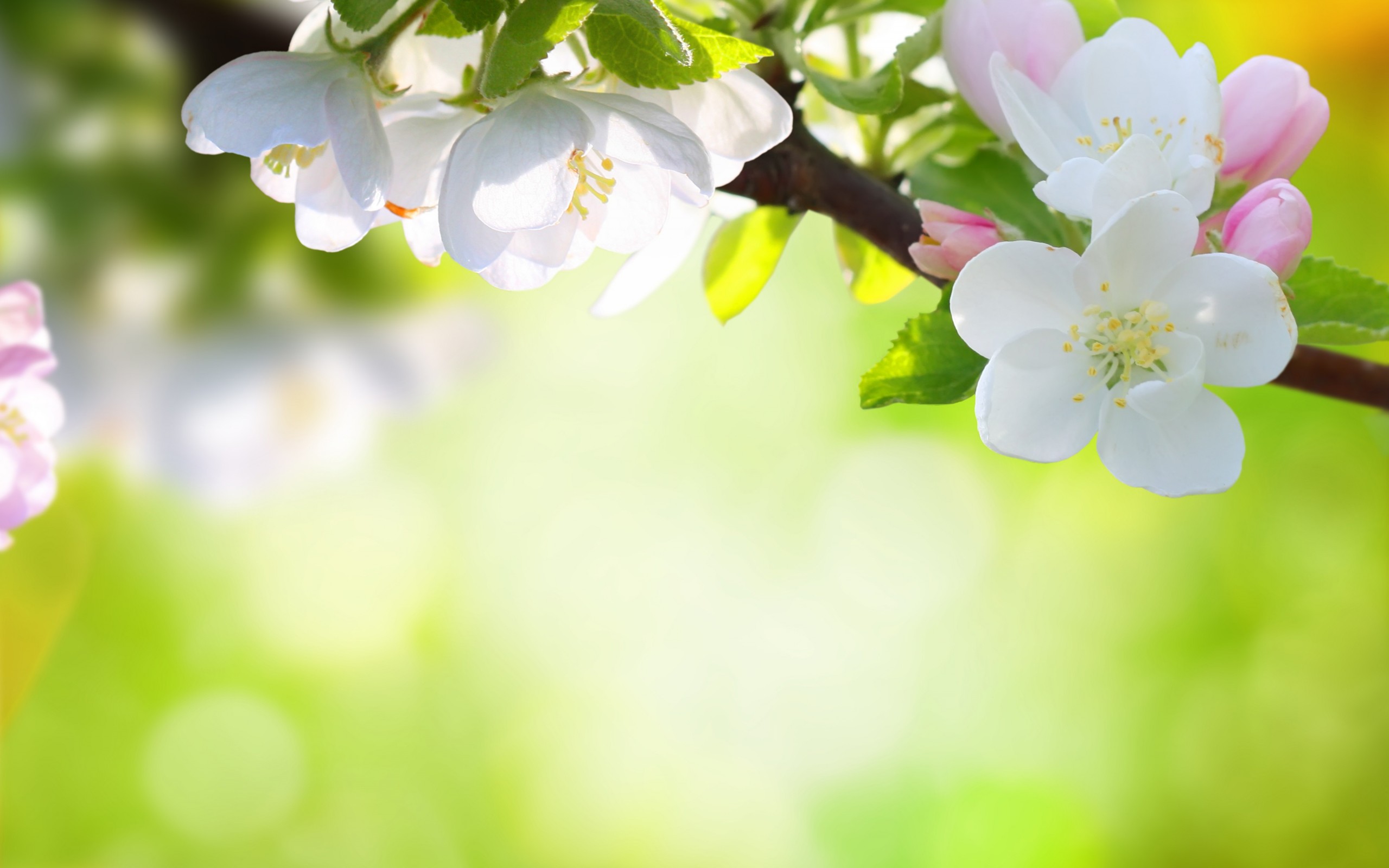 1 мая трава. Цветущая яблоня. Весенний фон. Весенний фон на рабочий стол. Фон цветущие яблони.