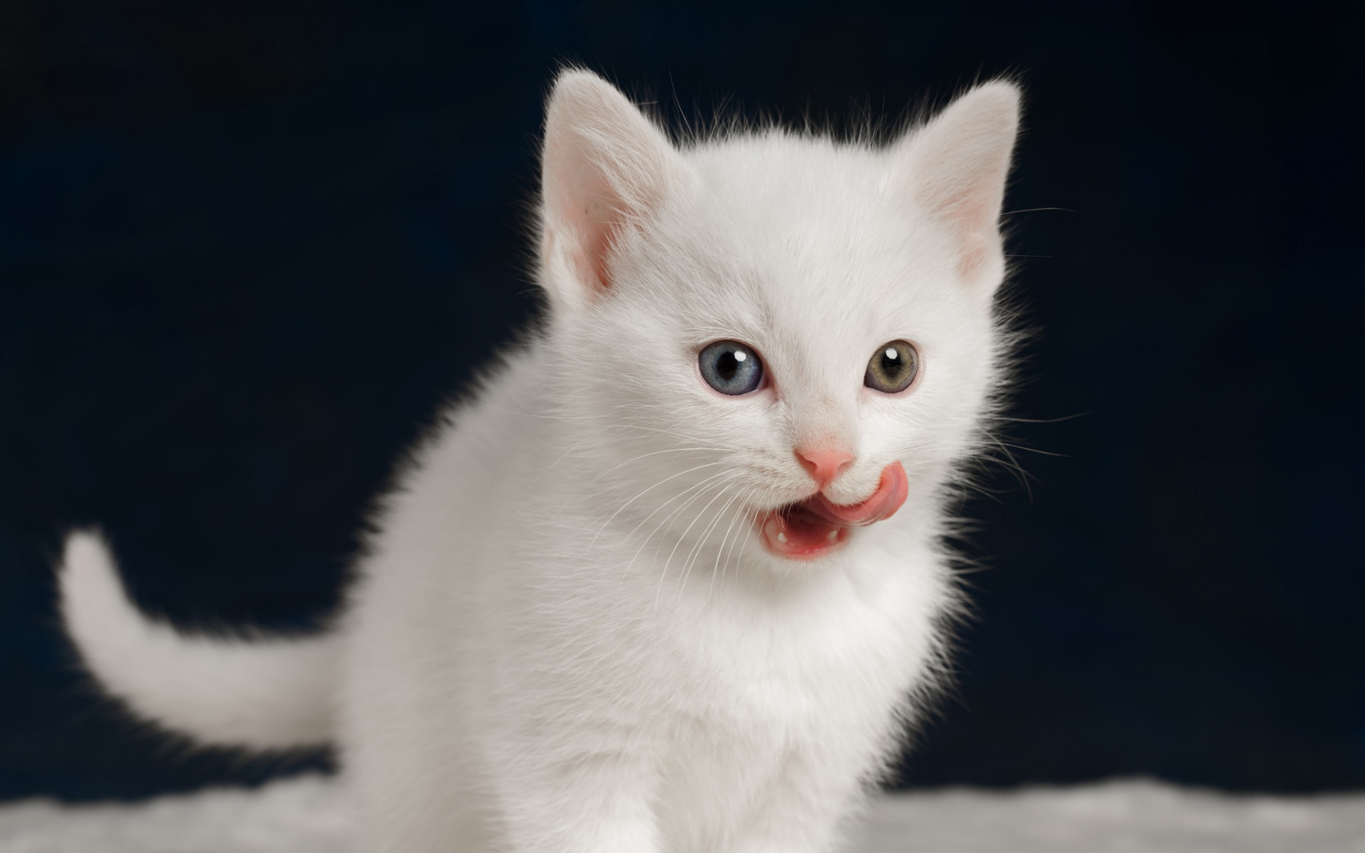 белый, котенок, тюлень