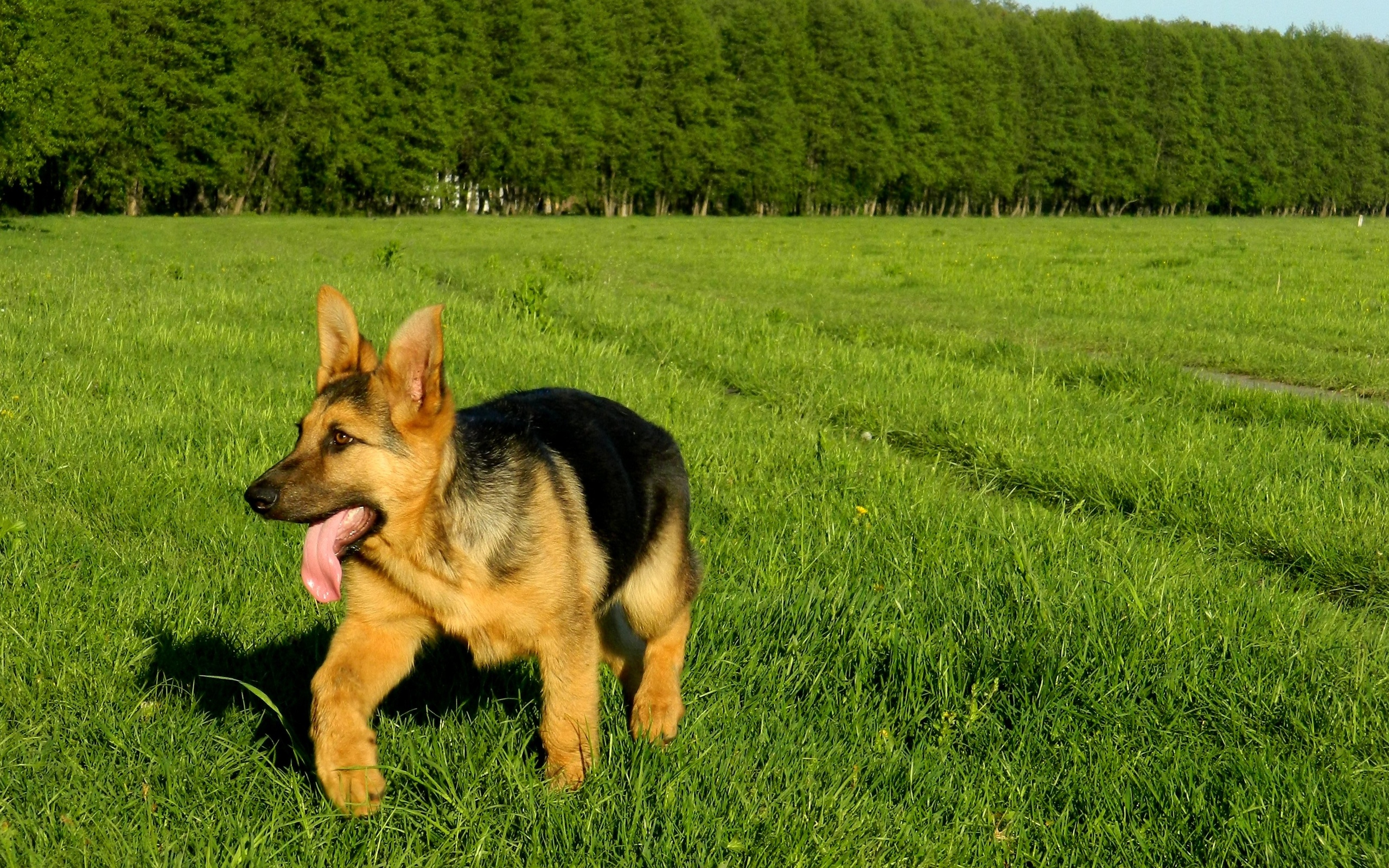 природа трава животное собака немецкая овчарка скачать