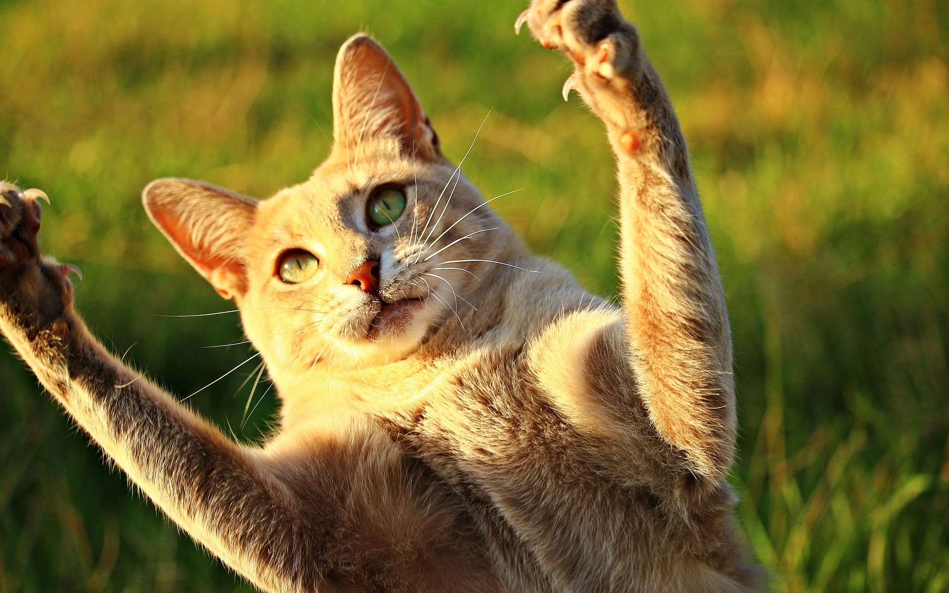 клешня, кот, который