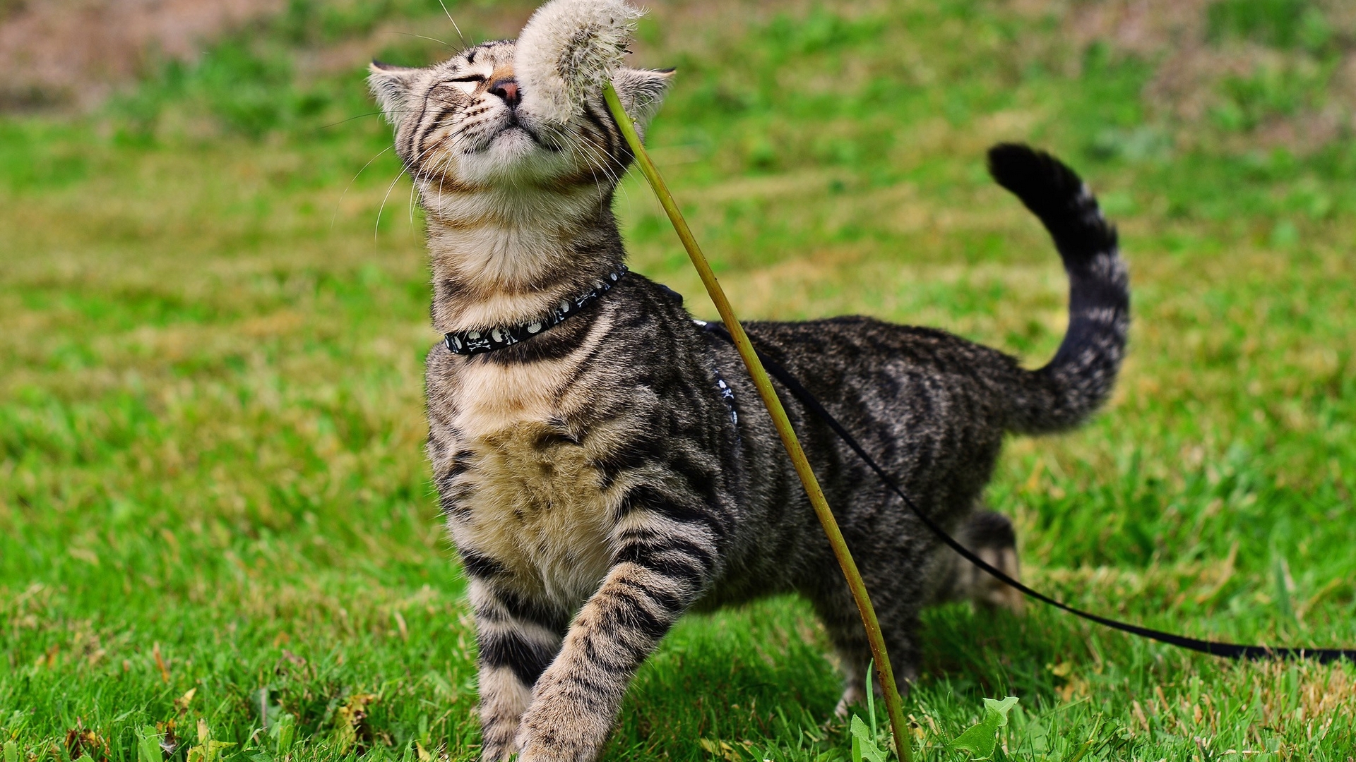 собаки, одуванчик