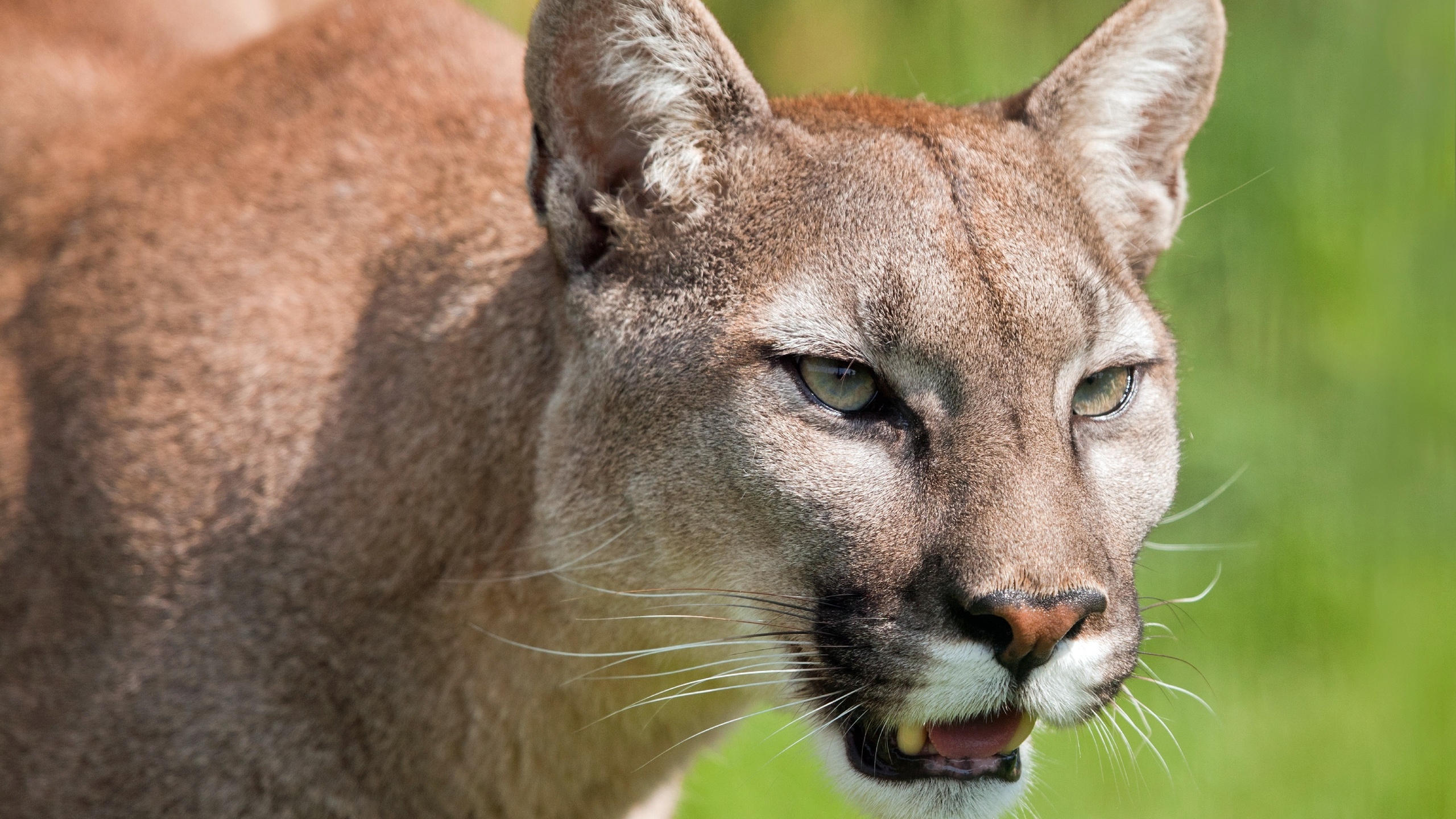 pumas, los, puma