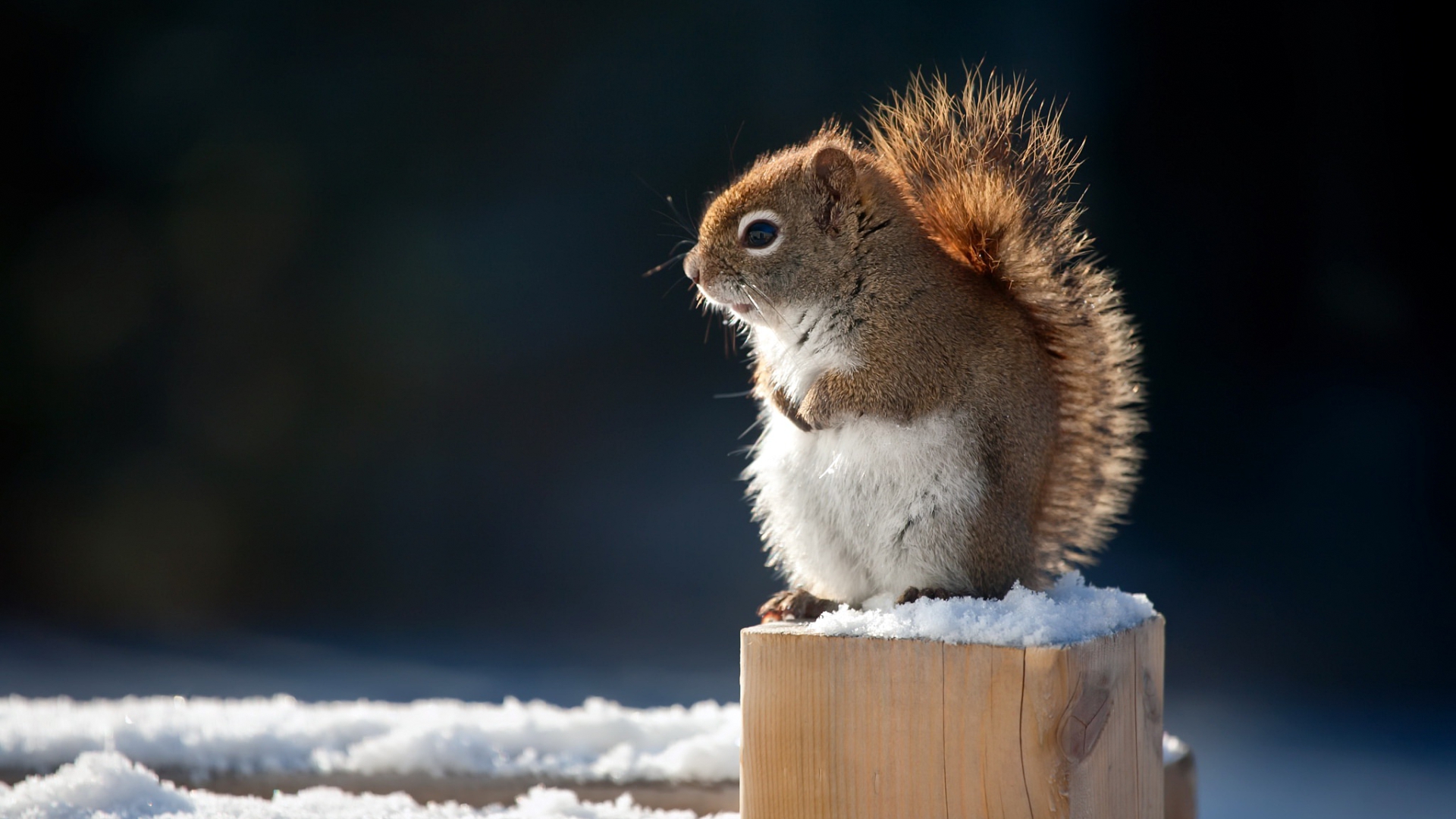 зима, смазливые