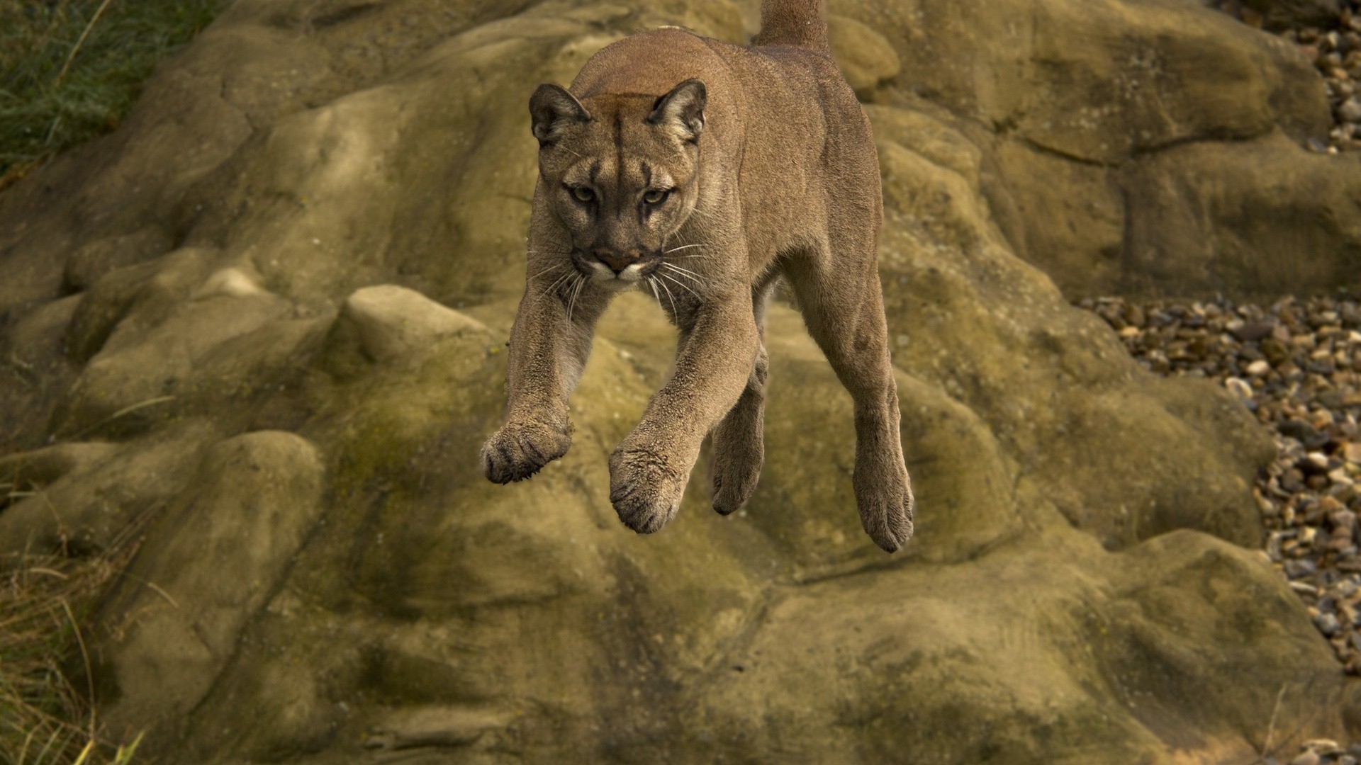 кугар, животное