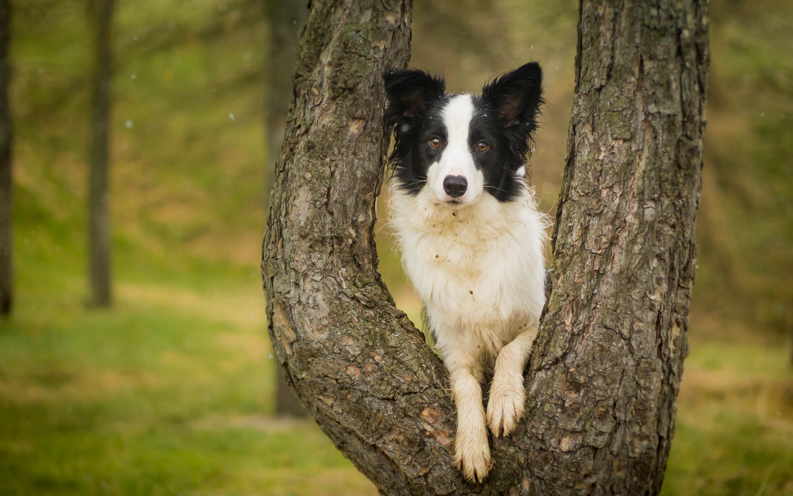 Собака в лесу под деревом бесплатно