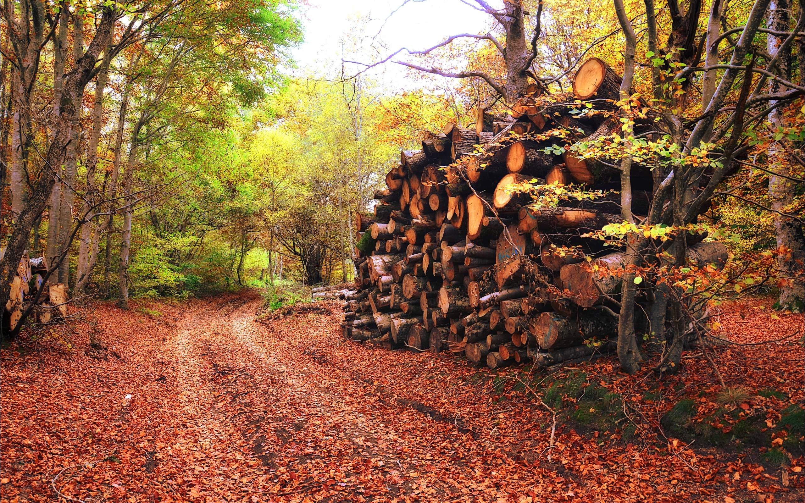 красный No 158811 Разрешение 2560x1600