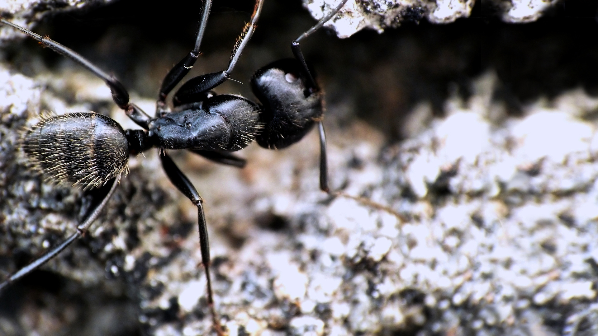 красивые, fourmis, jsteck