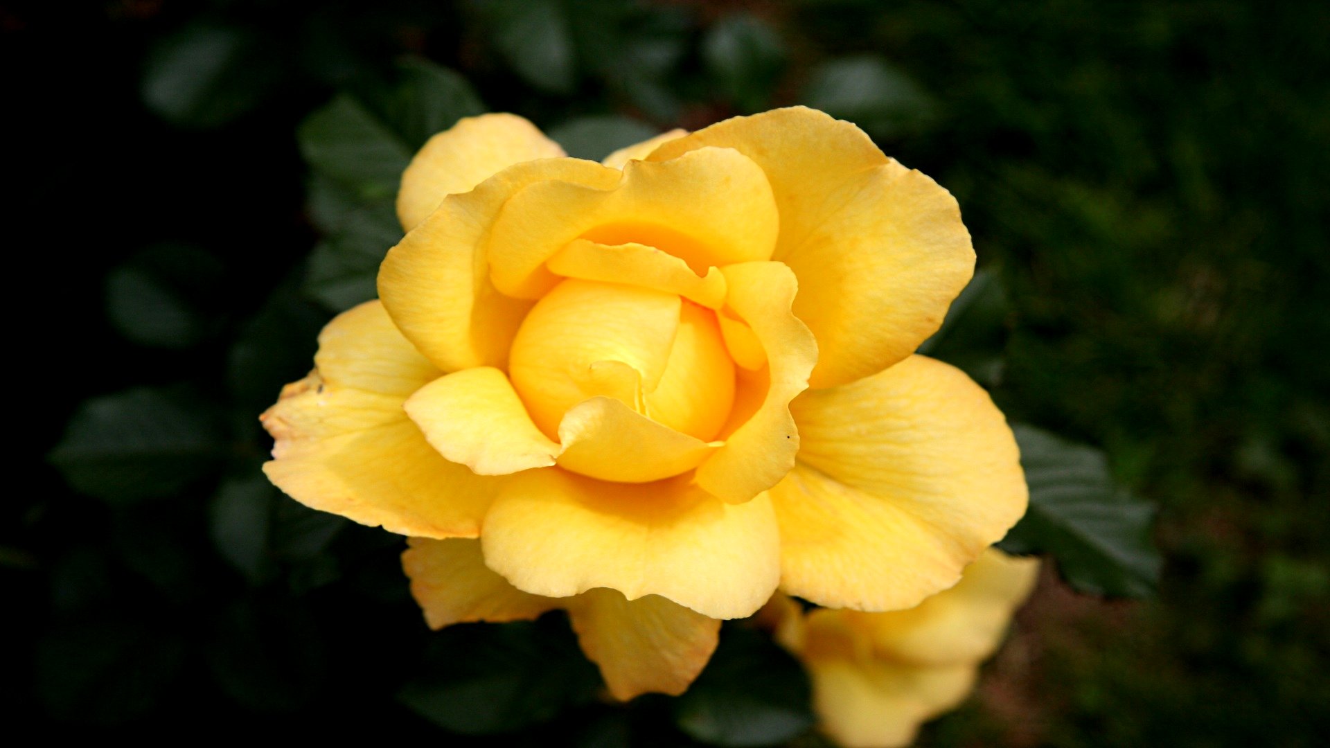 место, викимедиум