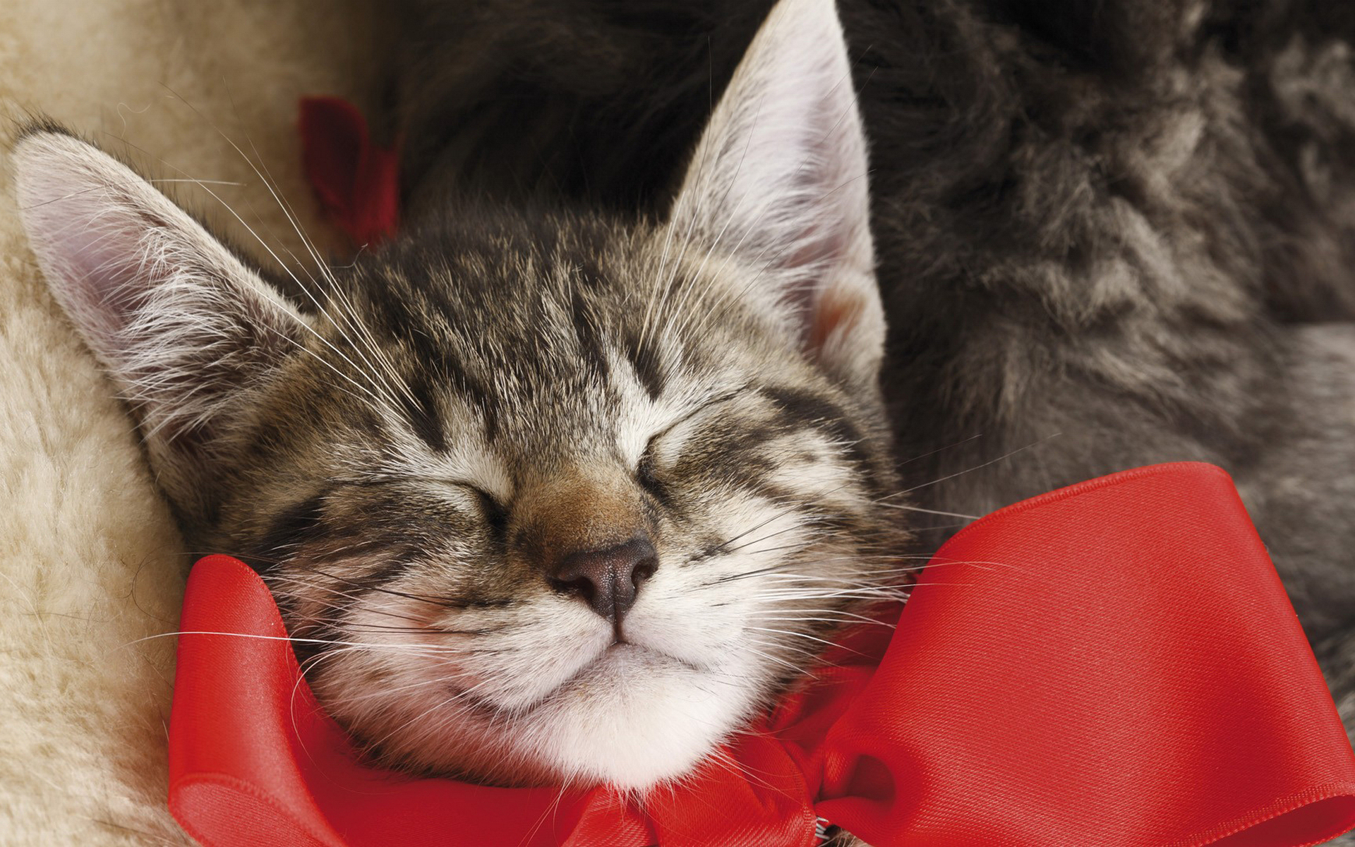 кот, бантом