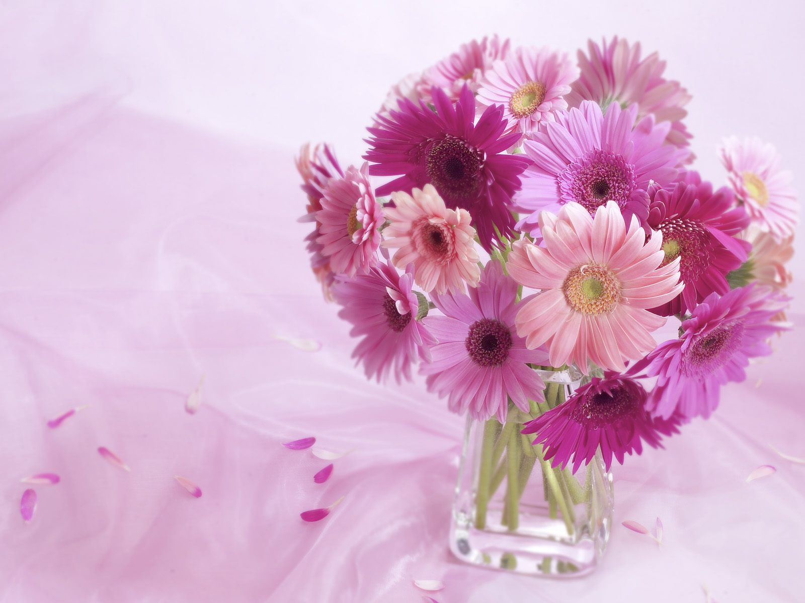 gerbera, daisy, daisies