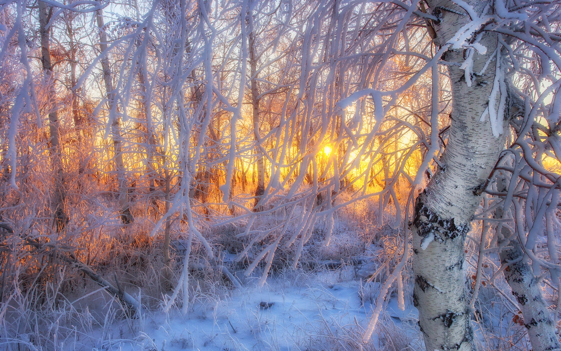 дерево, лес, картинка