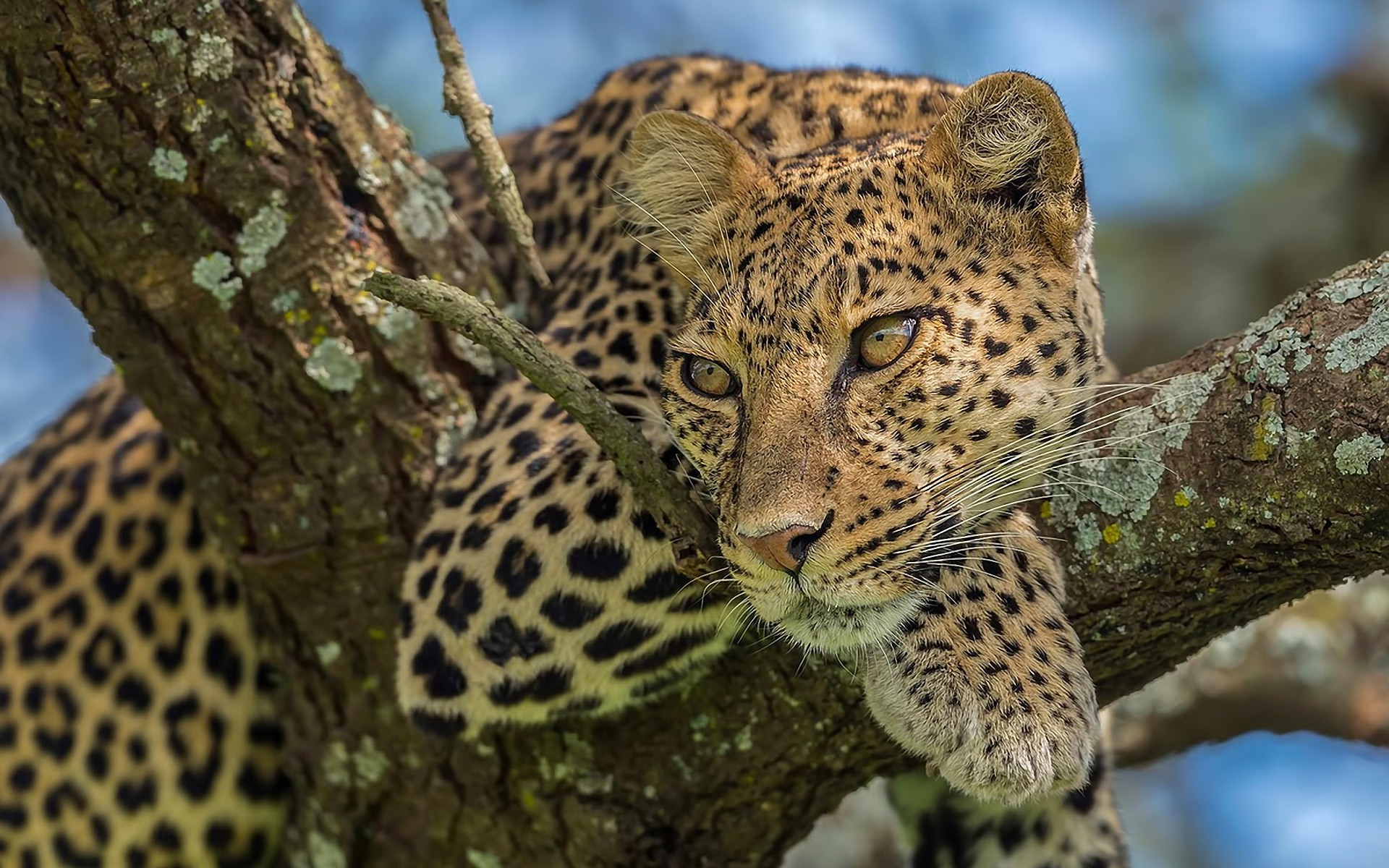 дерево животное природа леопард загрузить