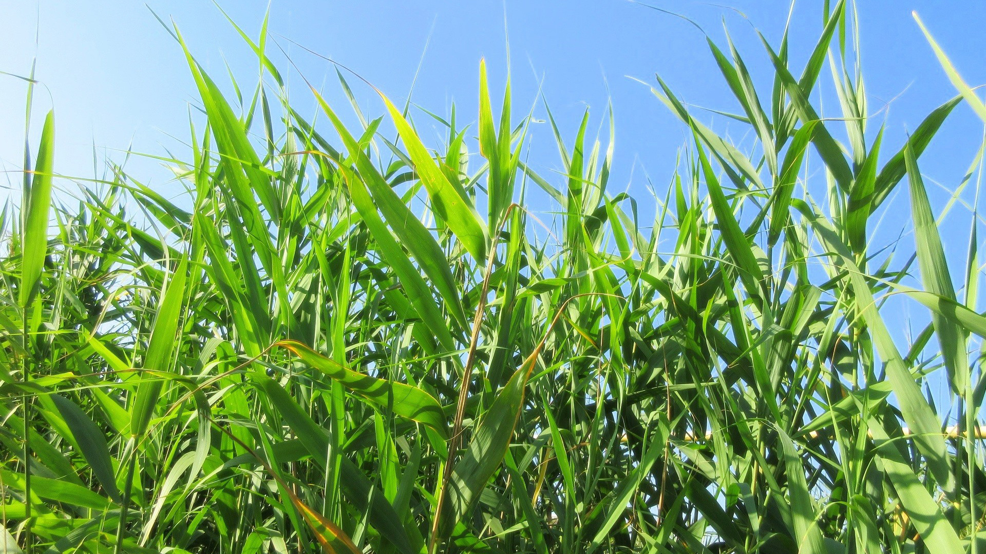 Природа 266564