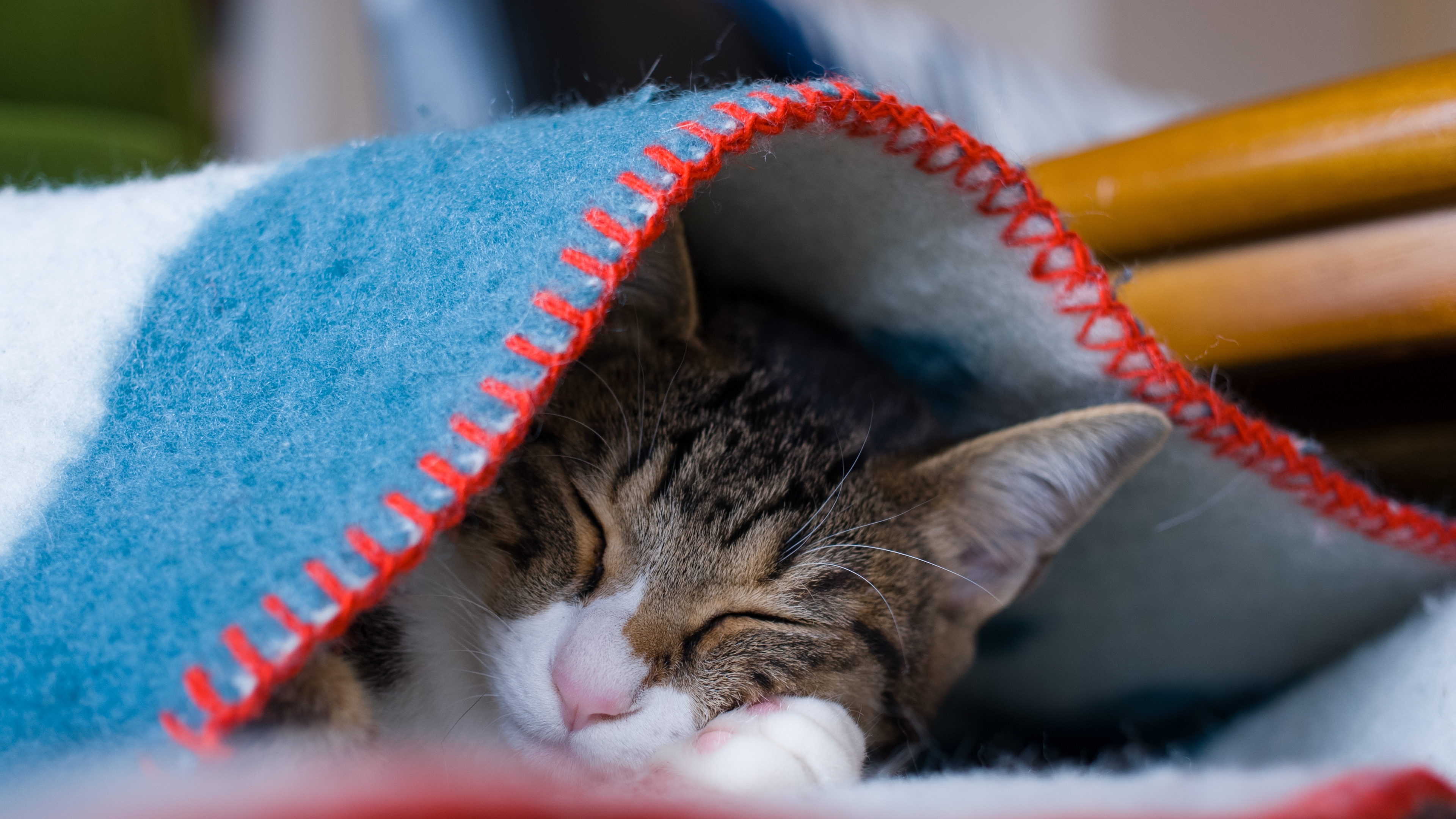 спать, котенок, кот