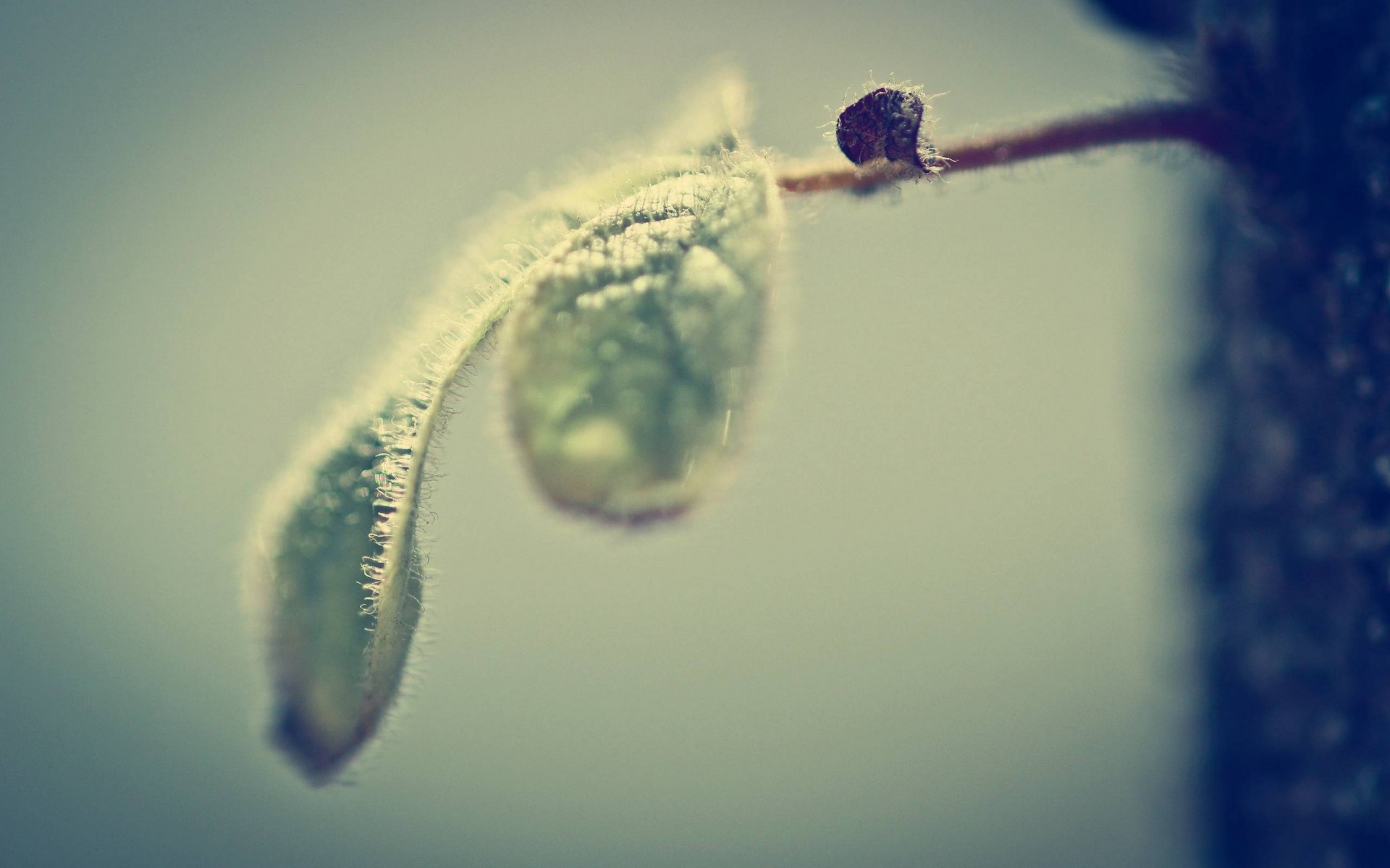 leaf, листочек, растение