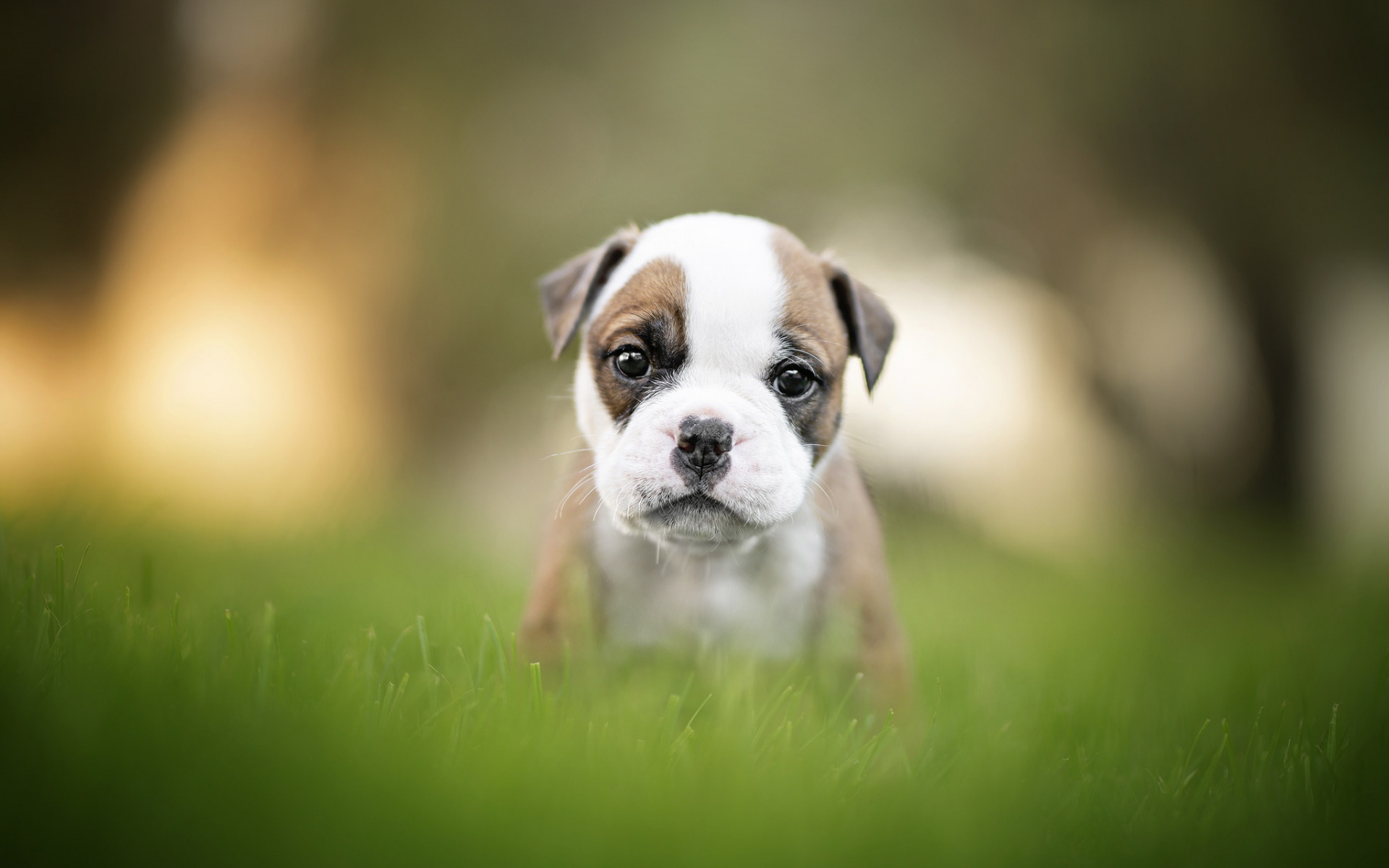 bulldog, animal, щенок