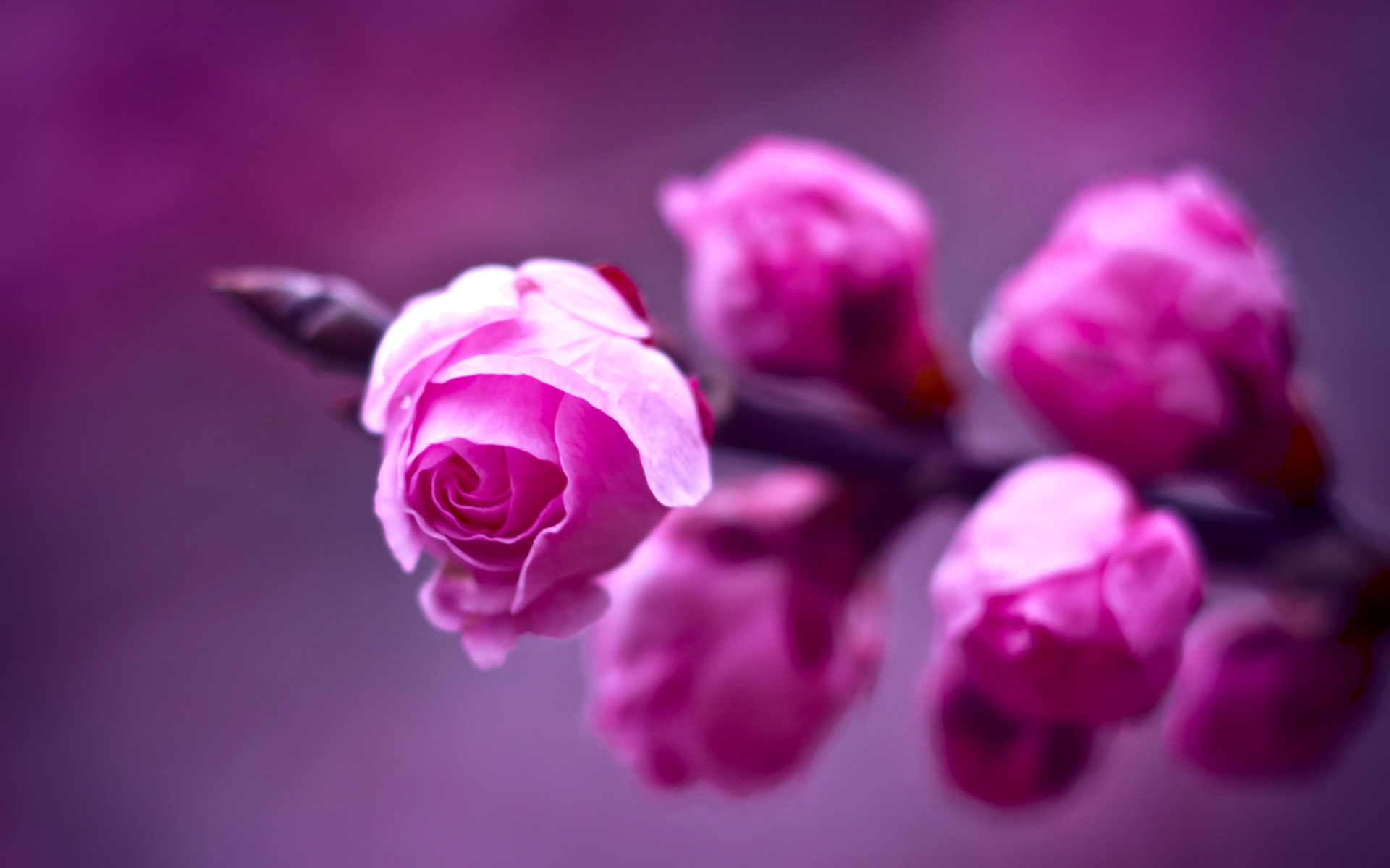 цветы розовые flowers pink бесплатно