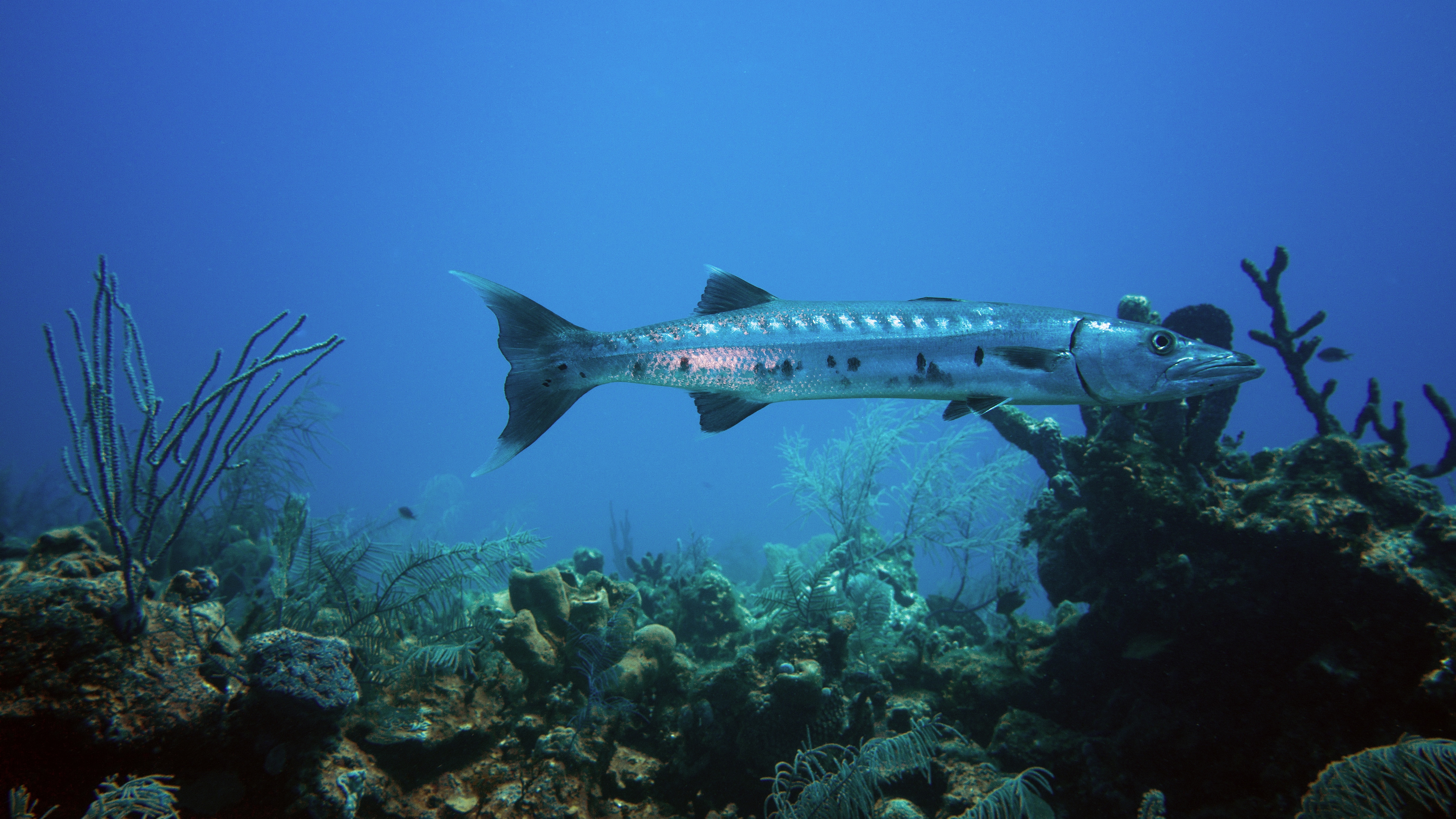 boxer, мель, undersea