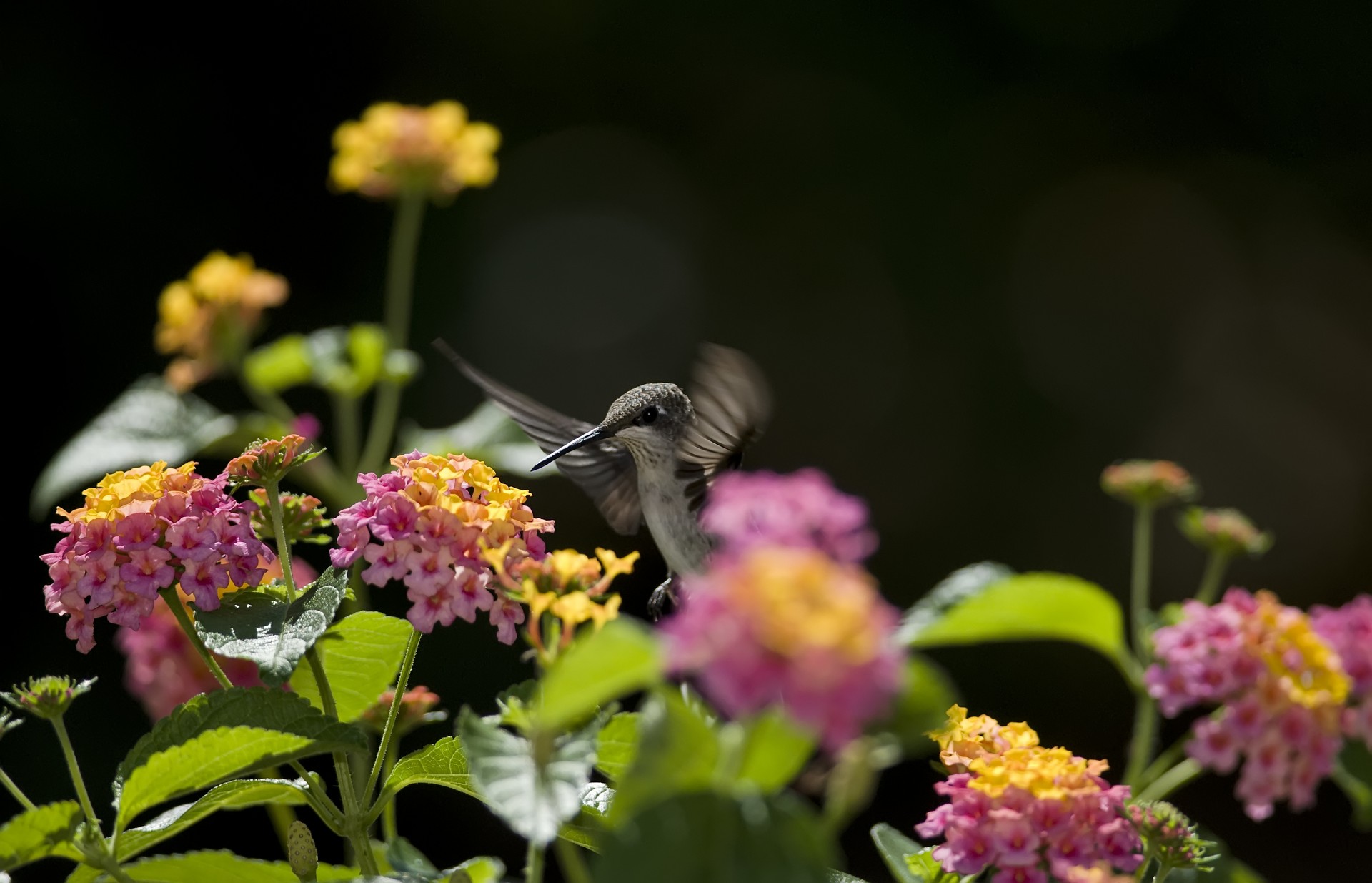 lantana, indian