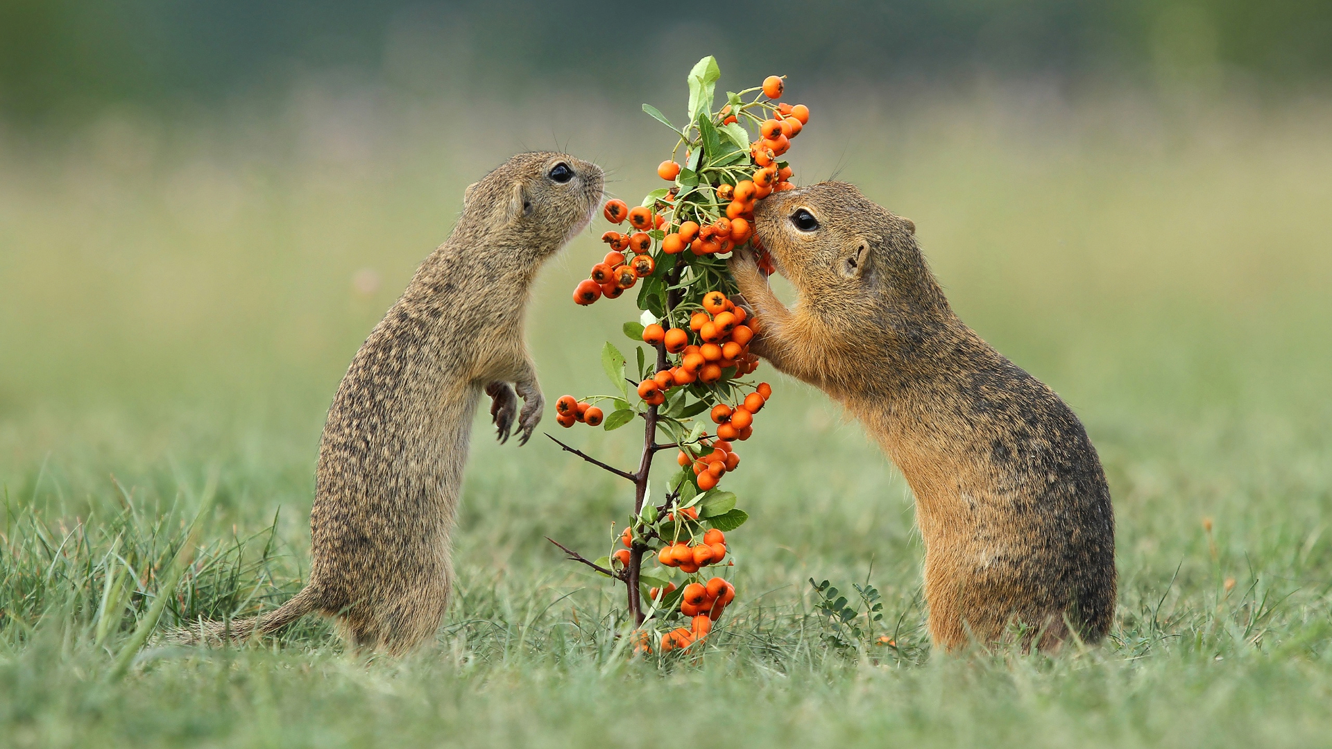 gopher