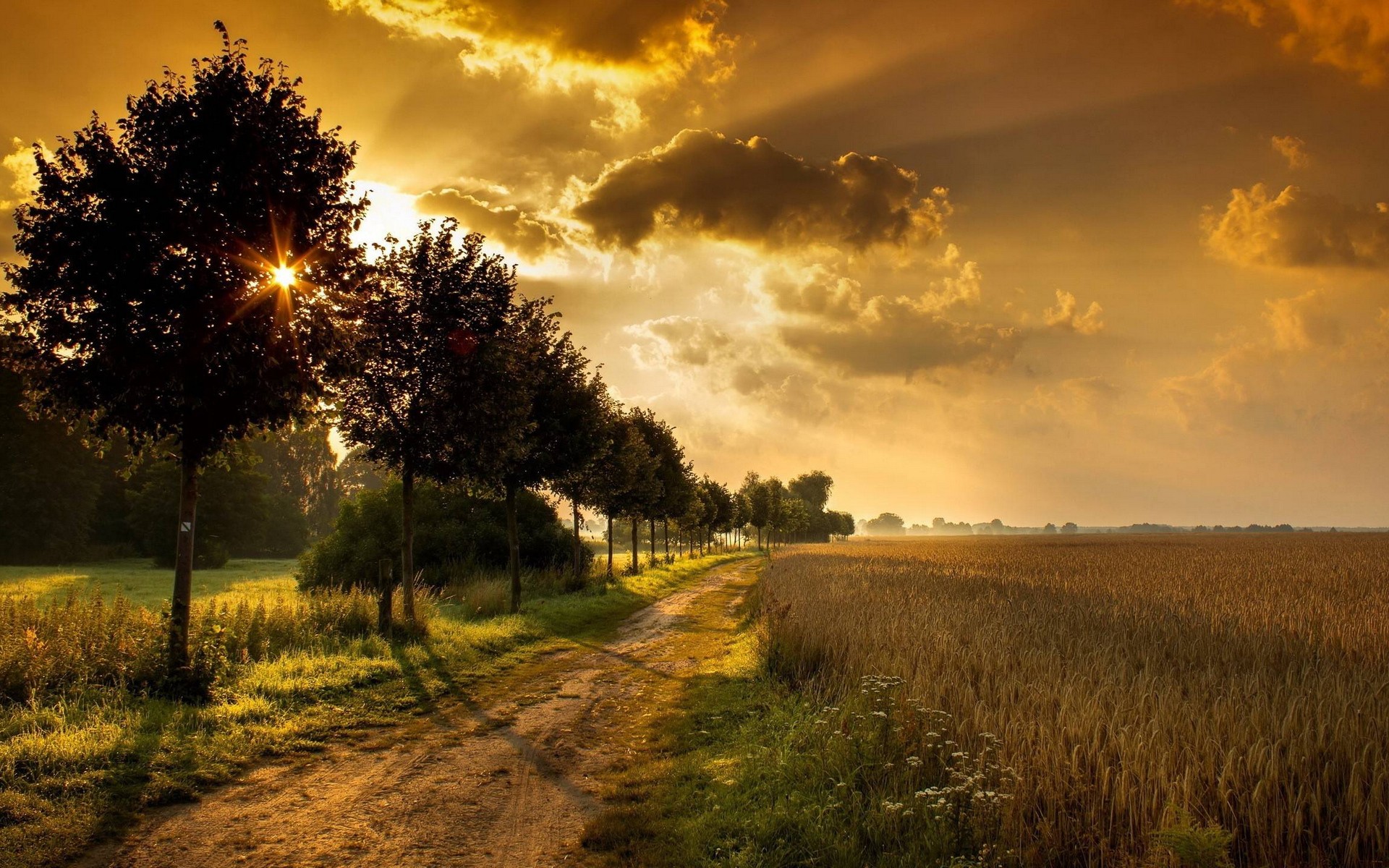 женский взгляд на грунтовую дорогу в поле с деревьями