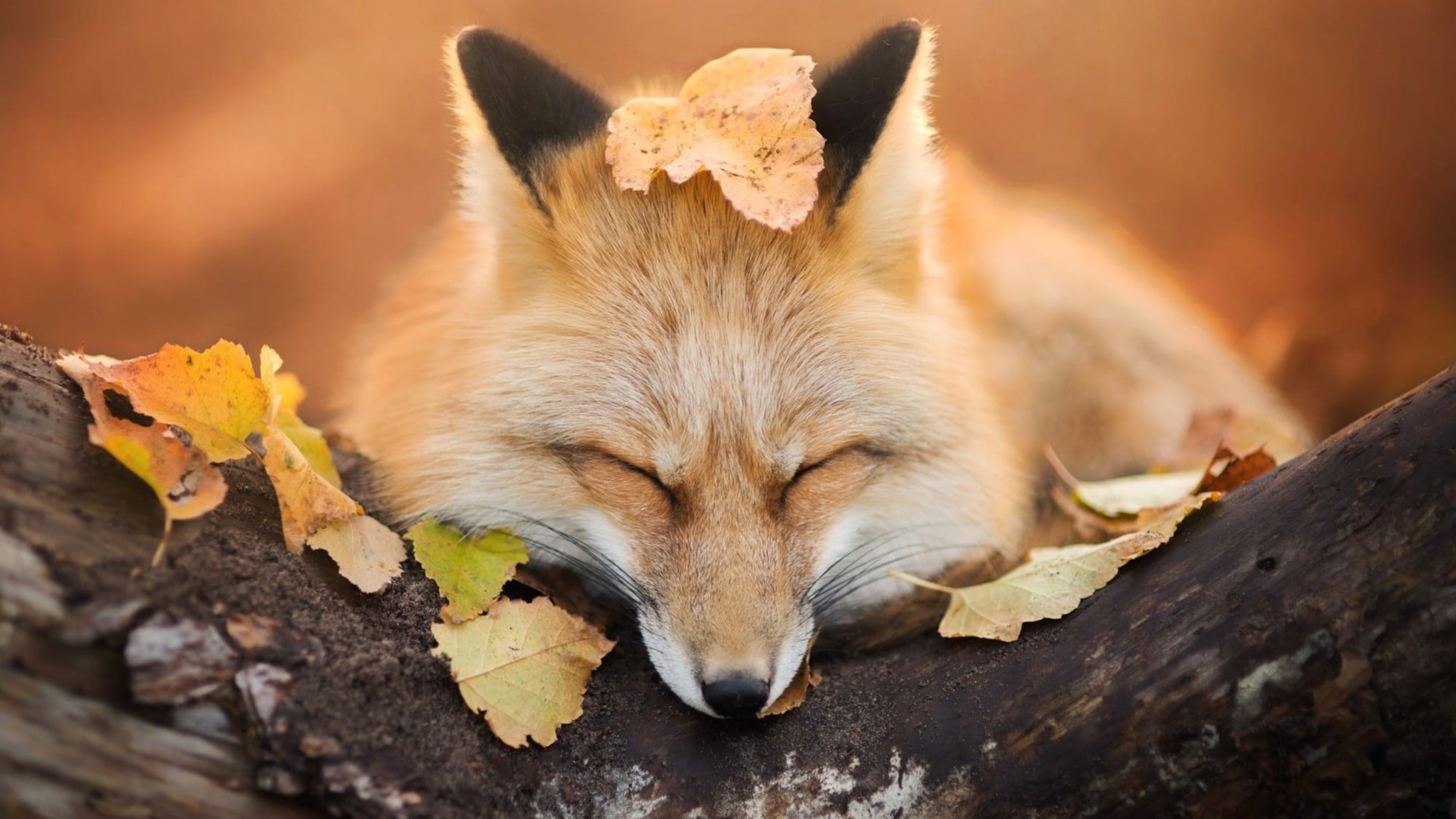 Рыжая лиса во сне. Лиса. Осень животные. Лиса осень. Красивая лиса.