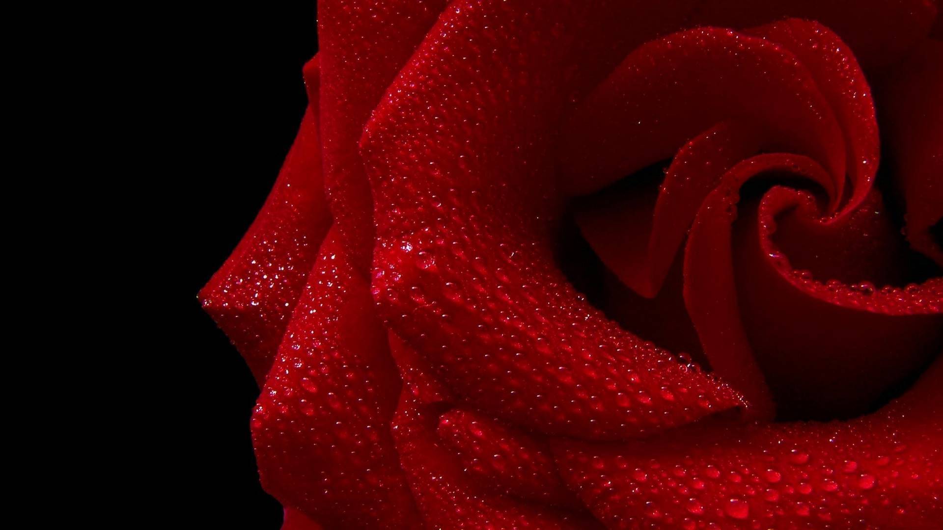 красный, красный, фото