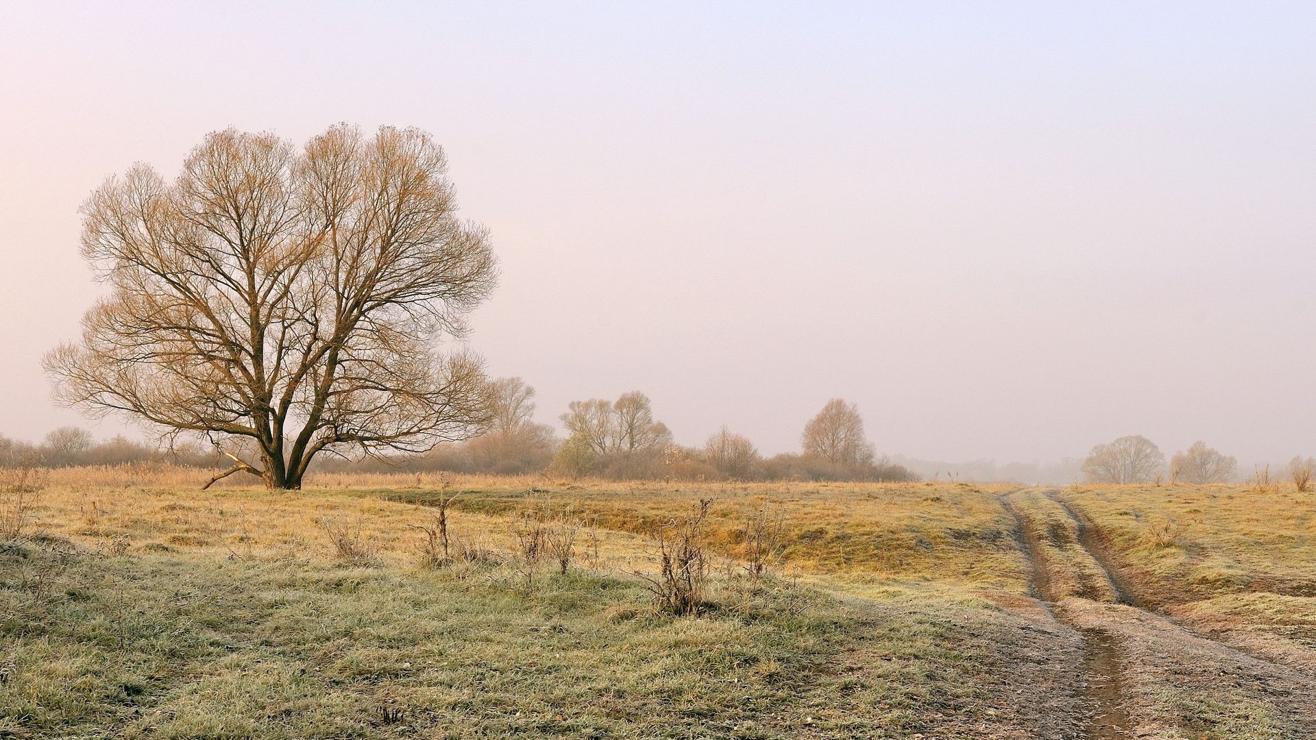 собаку, найди, вконтакте