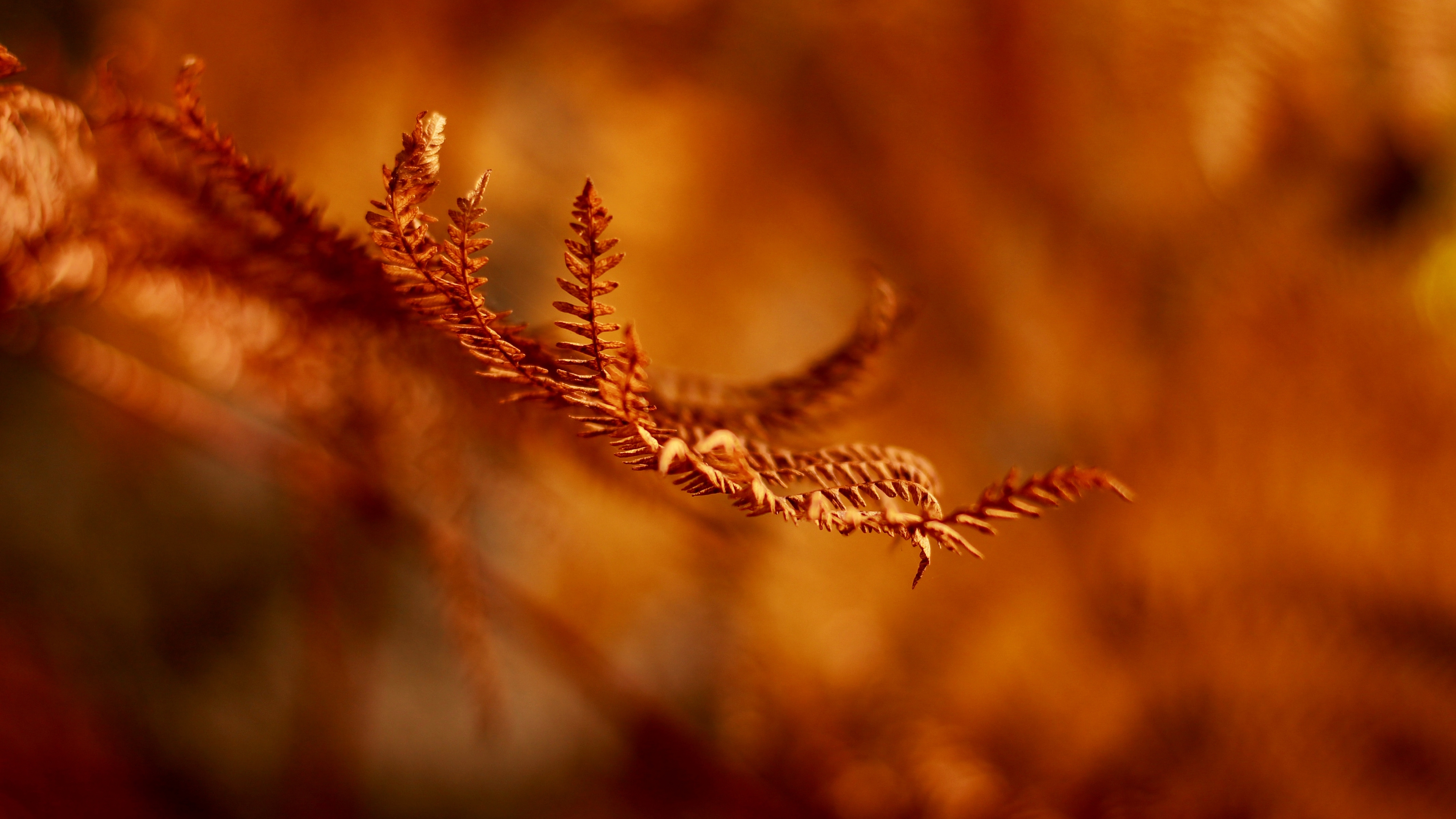 leaf, растение, браун