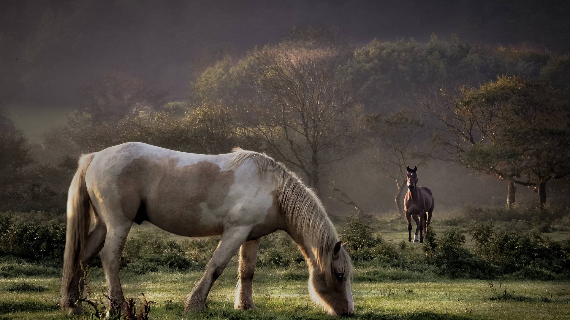 трава, животное