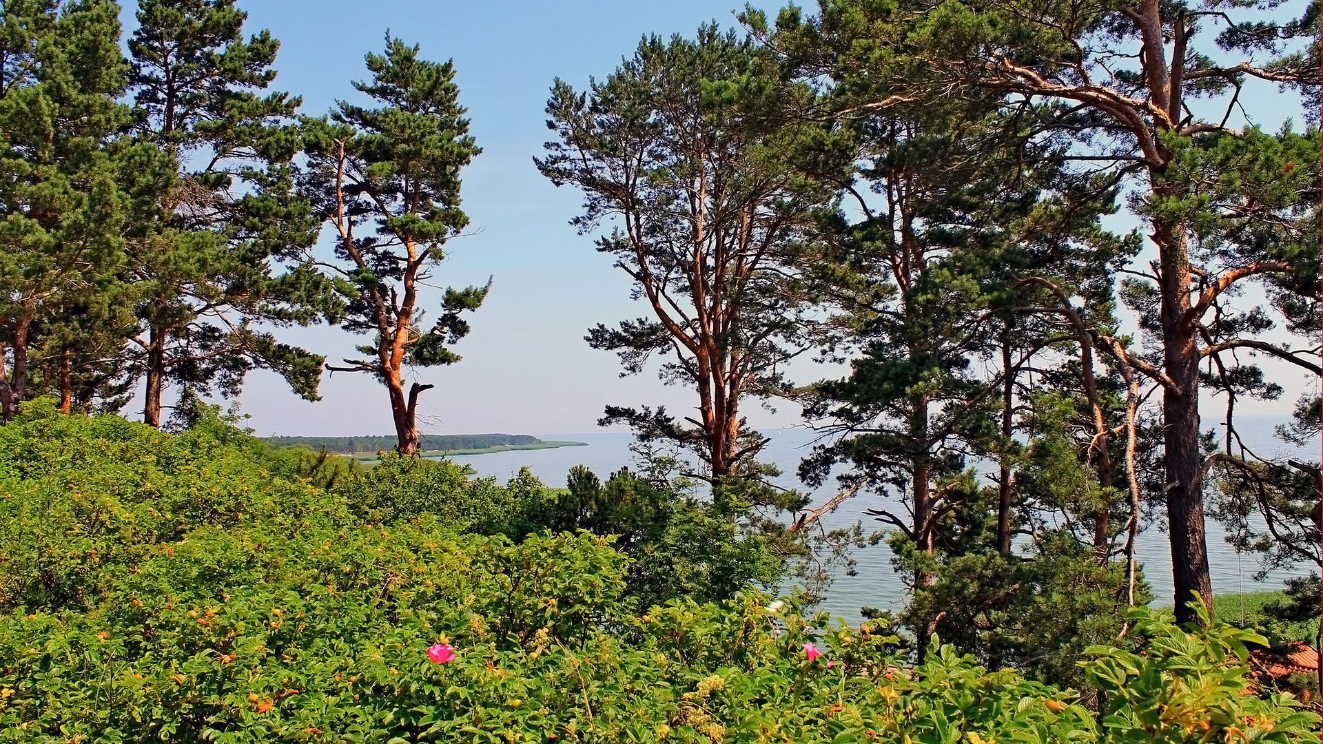 литва, деревья