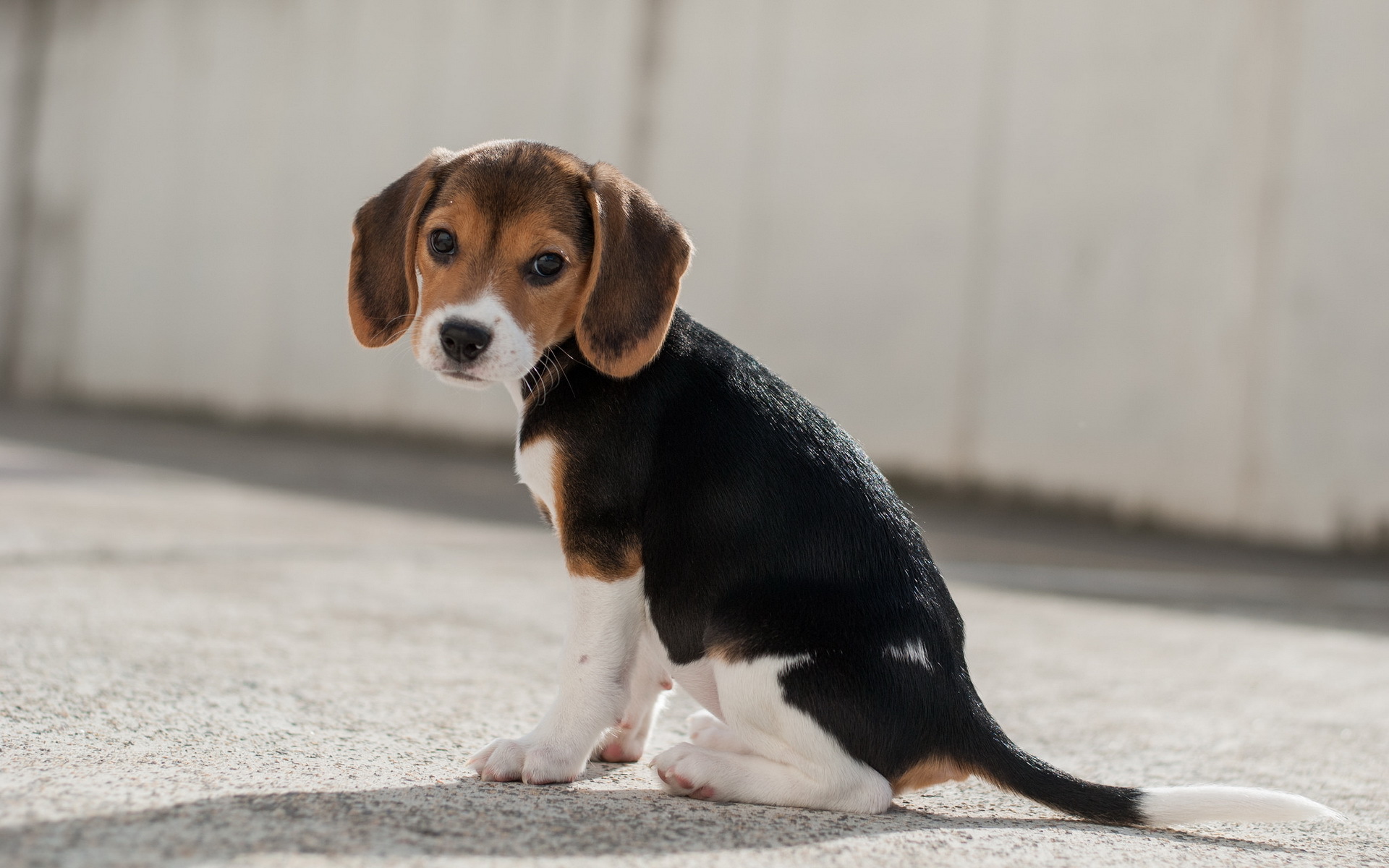 beagle, tags: