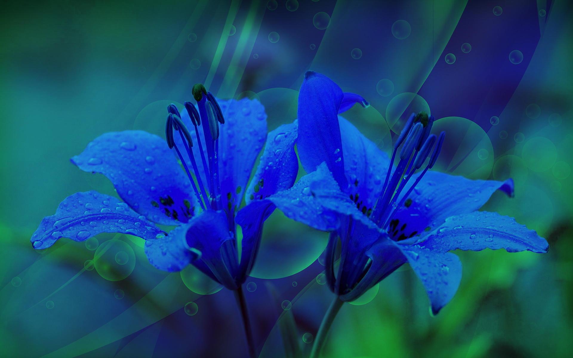 lily, oir