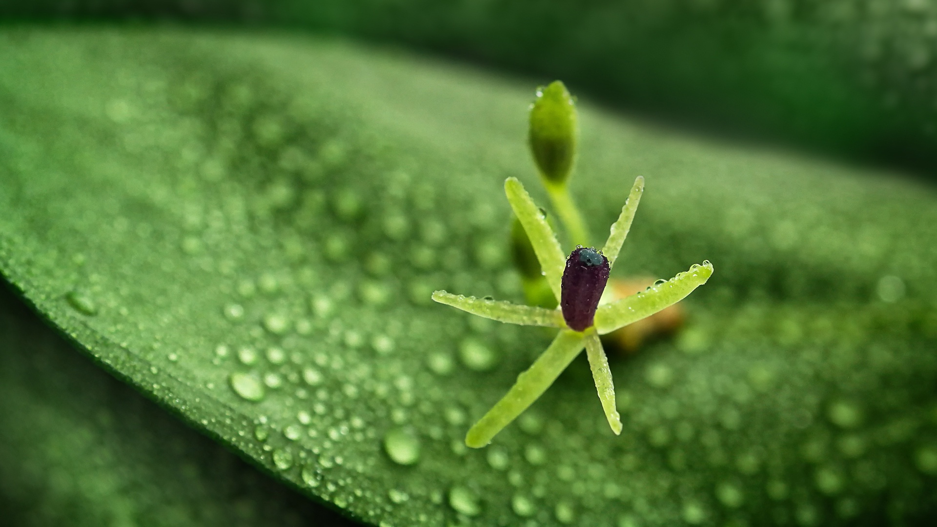 зелёный, leaf, wet