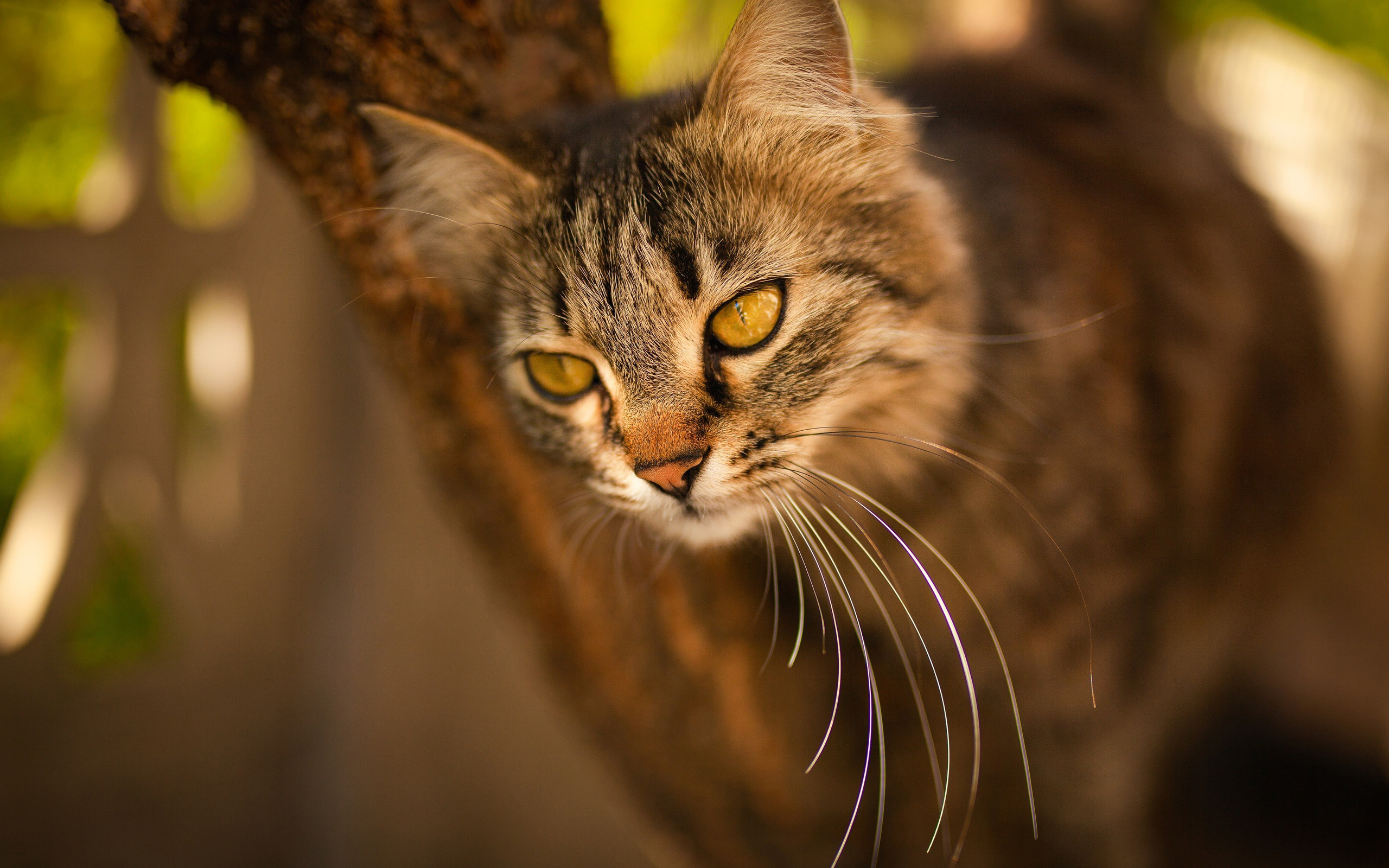 кот