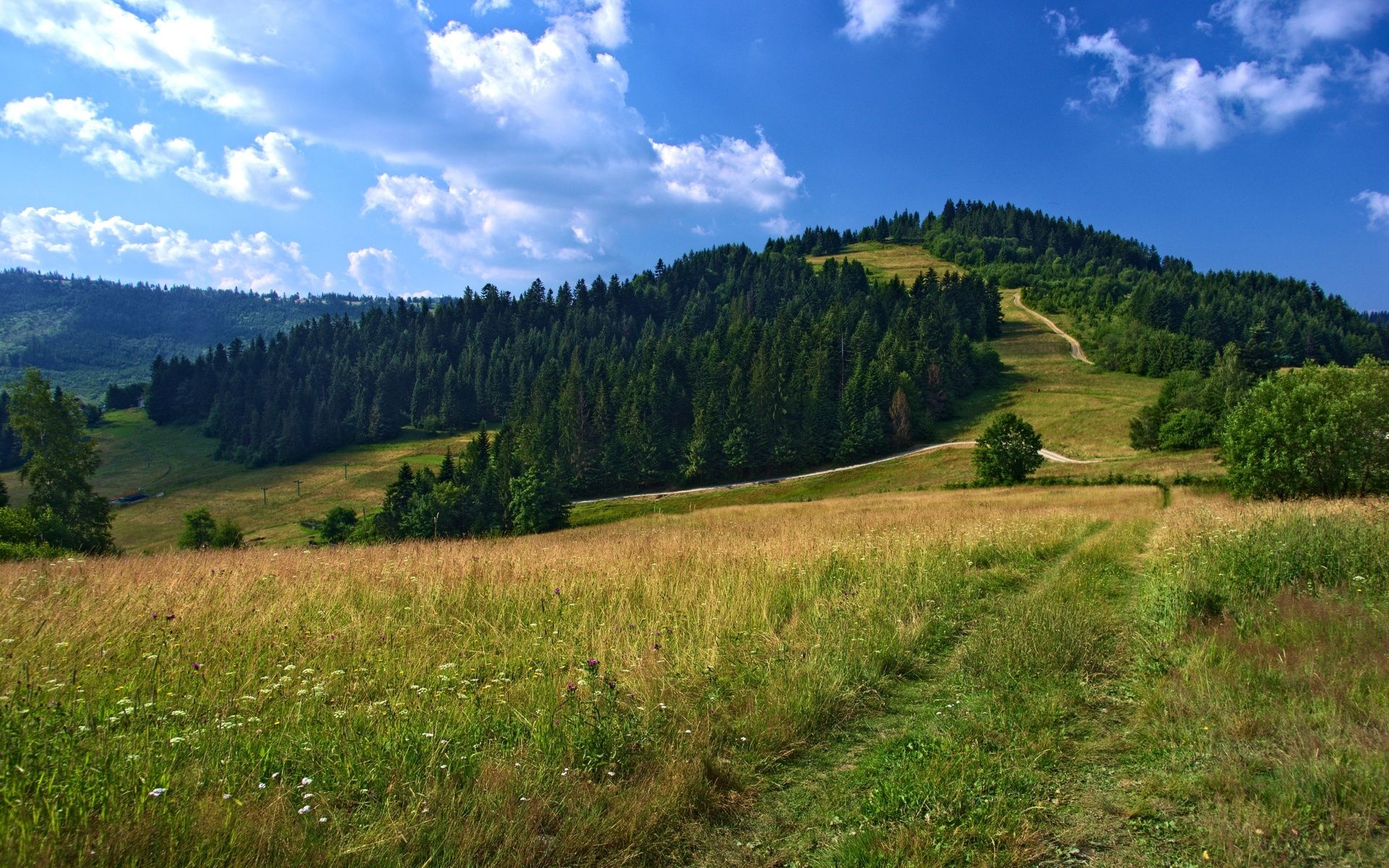 campo, paisaje, реальное