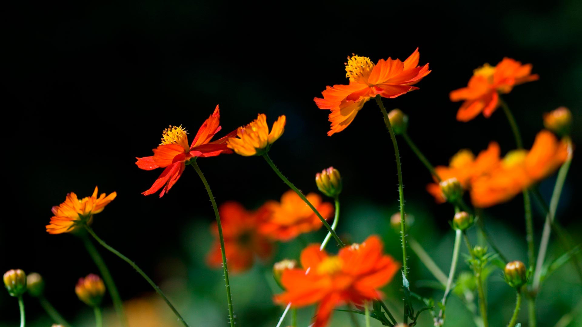 космо, оранжевый