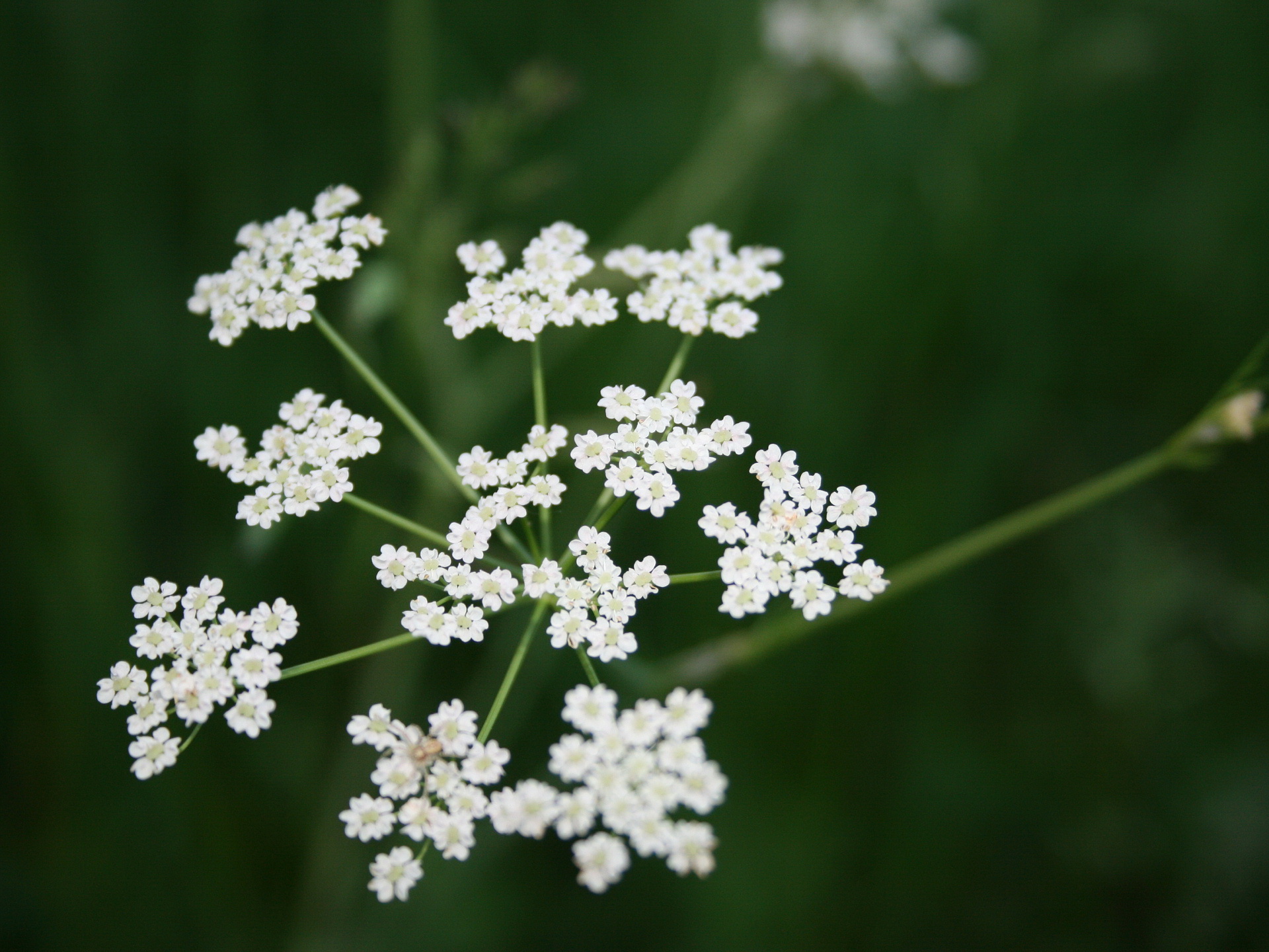растения, цветы