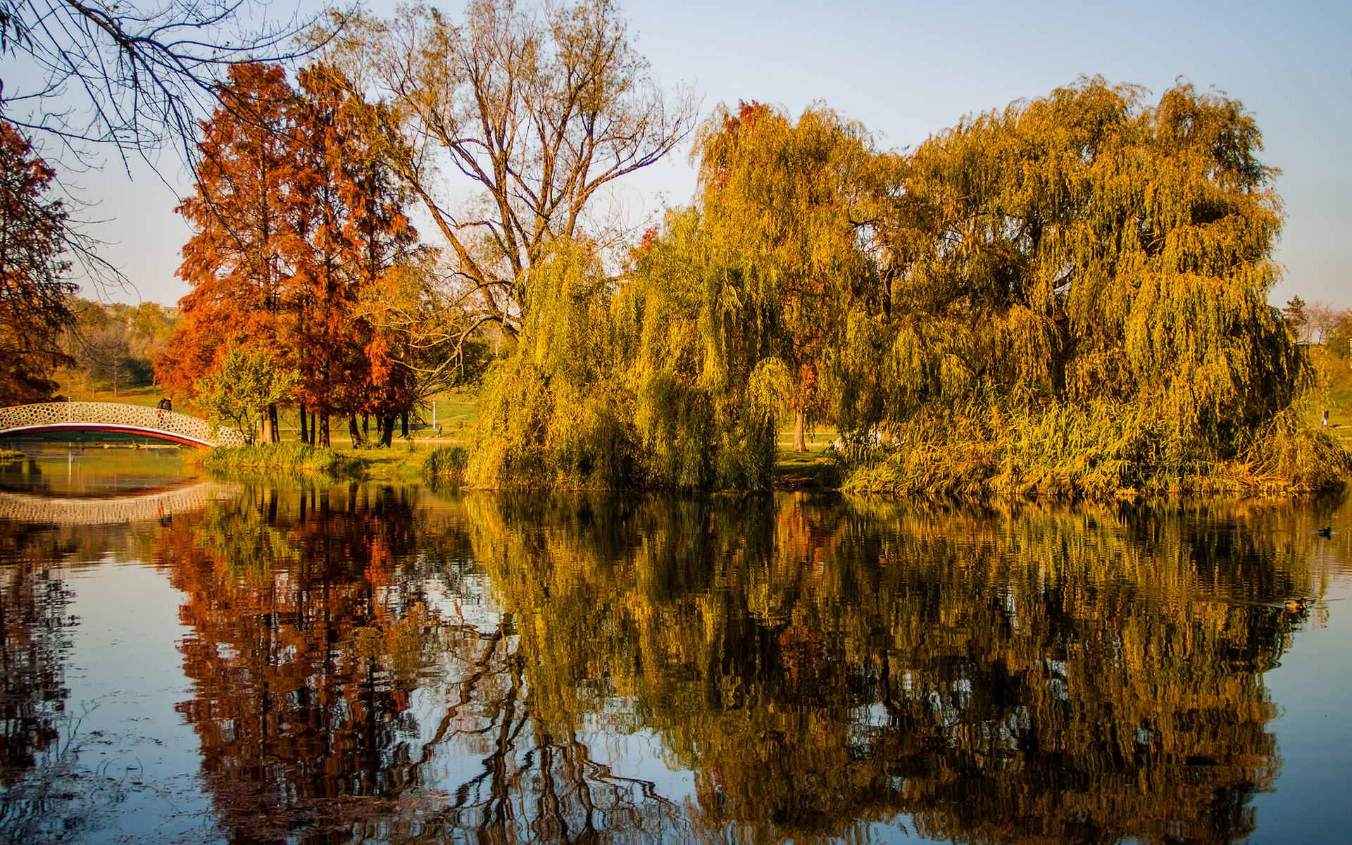 осень, деревя, парк