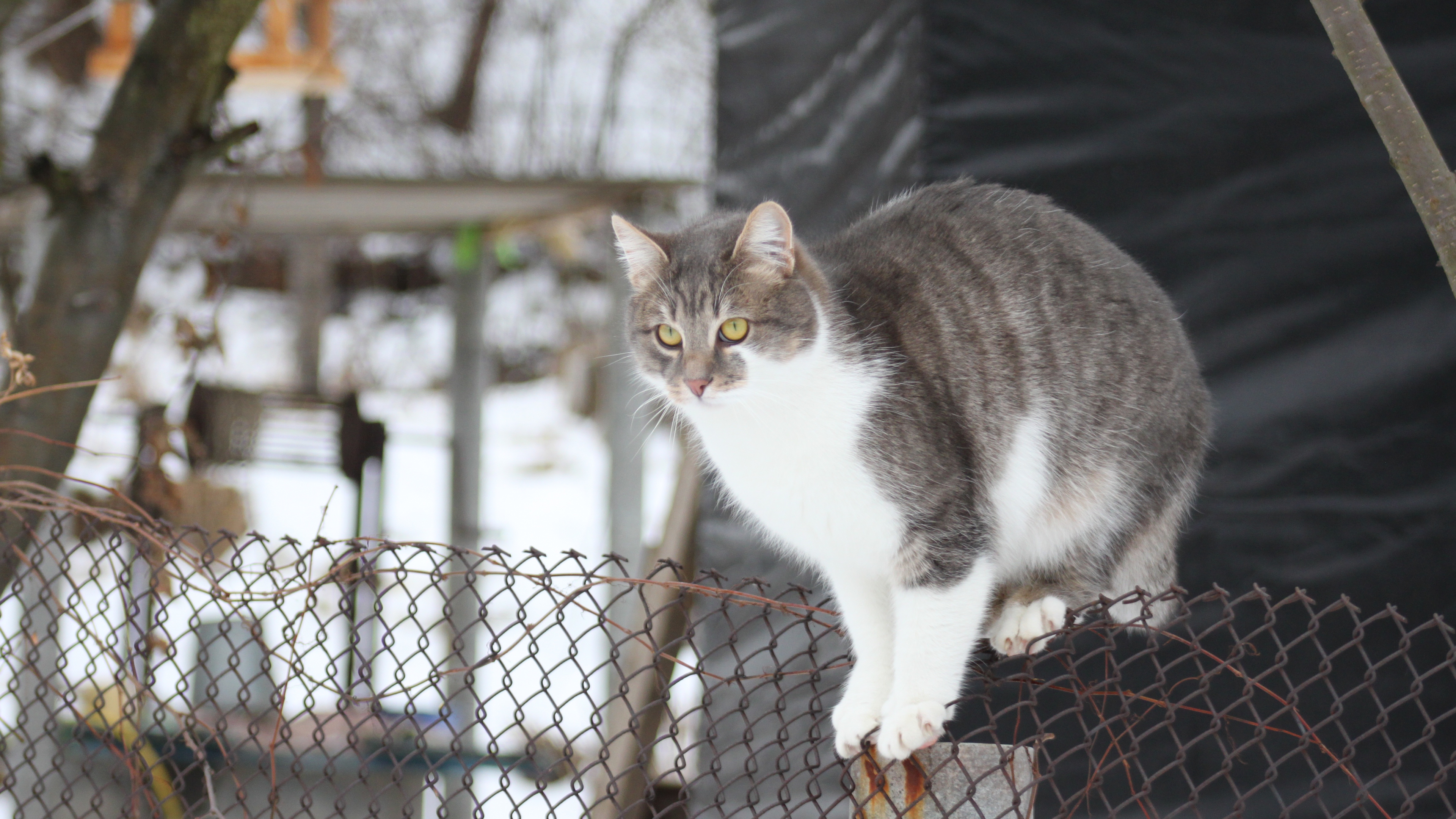 толпа, короткая