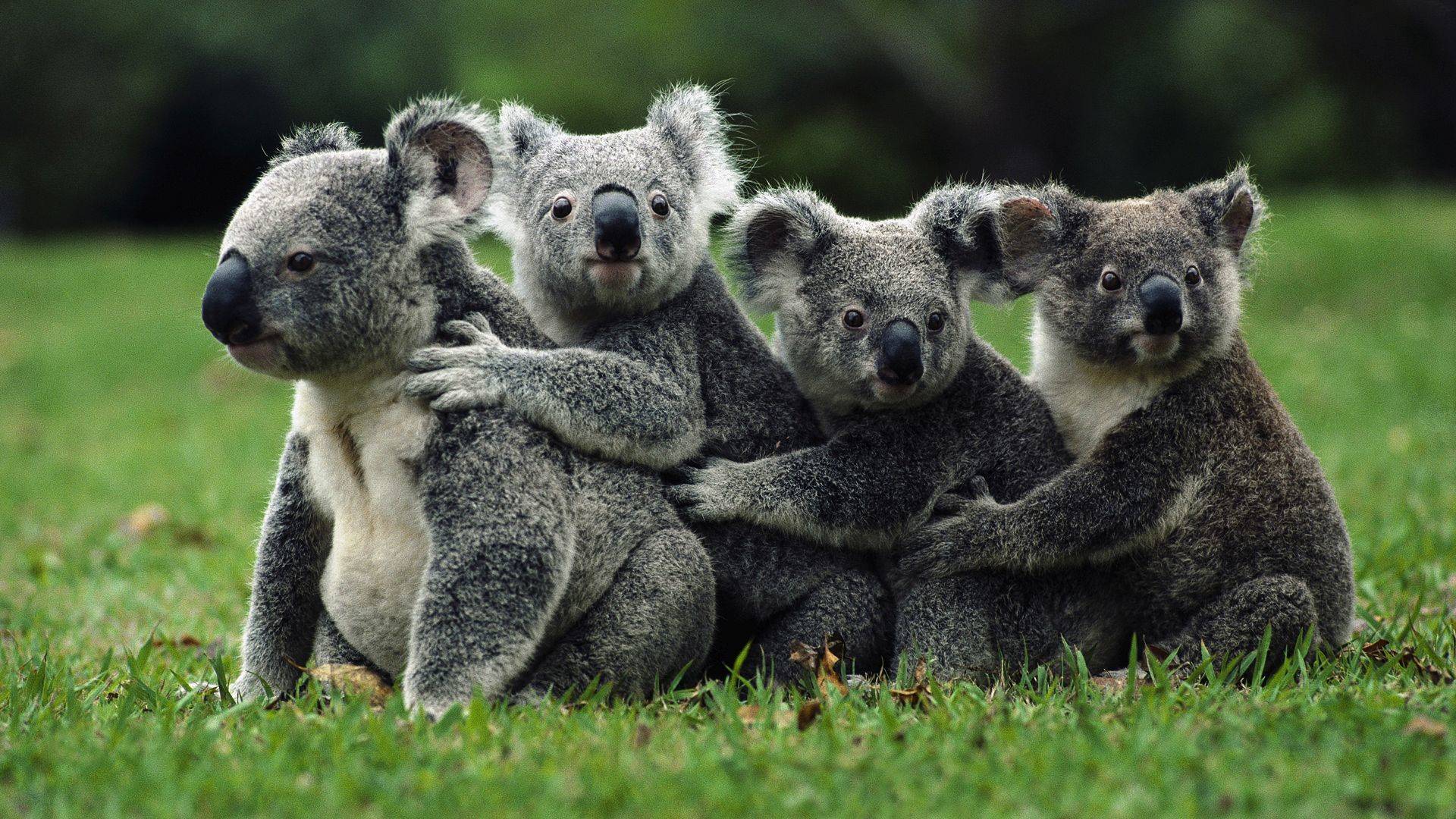 коала