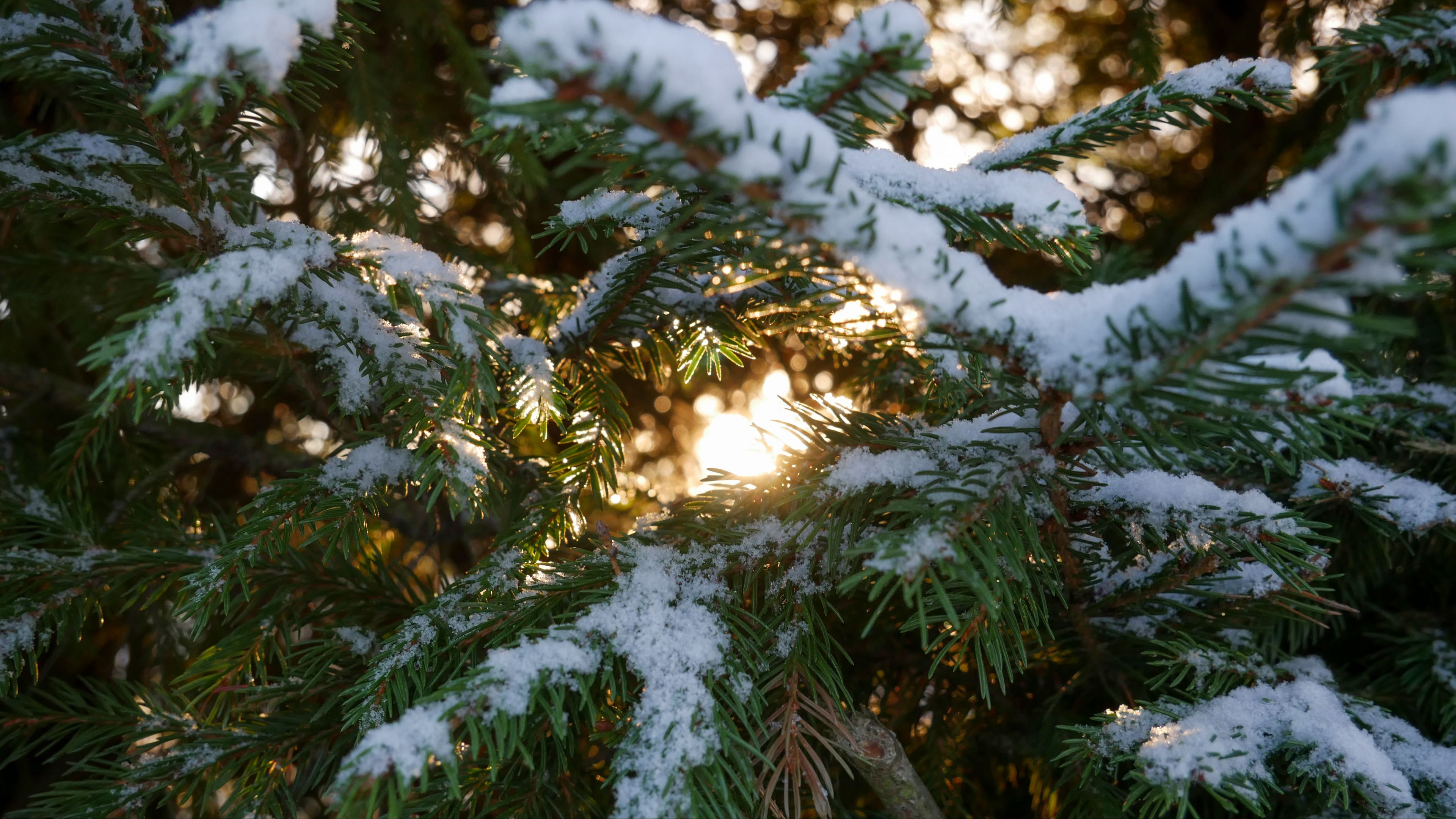 fir