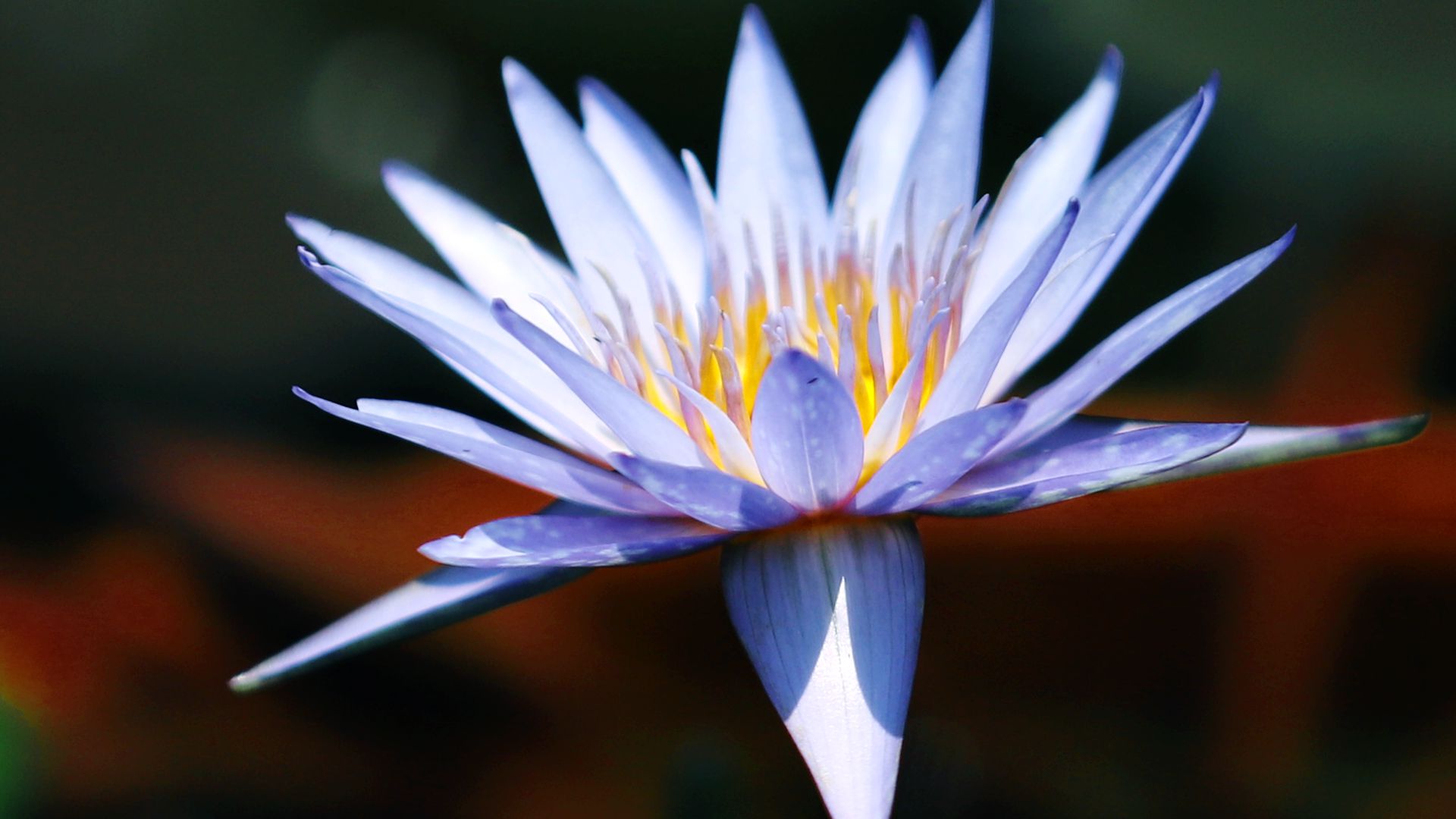 лотос, цветы, лилия