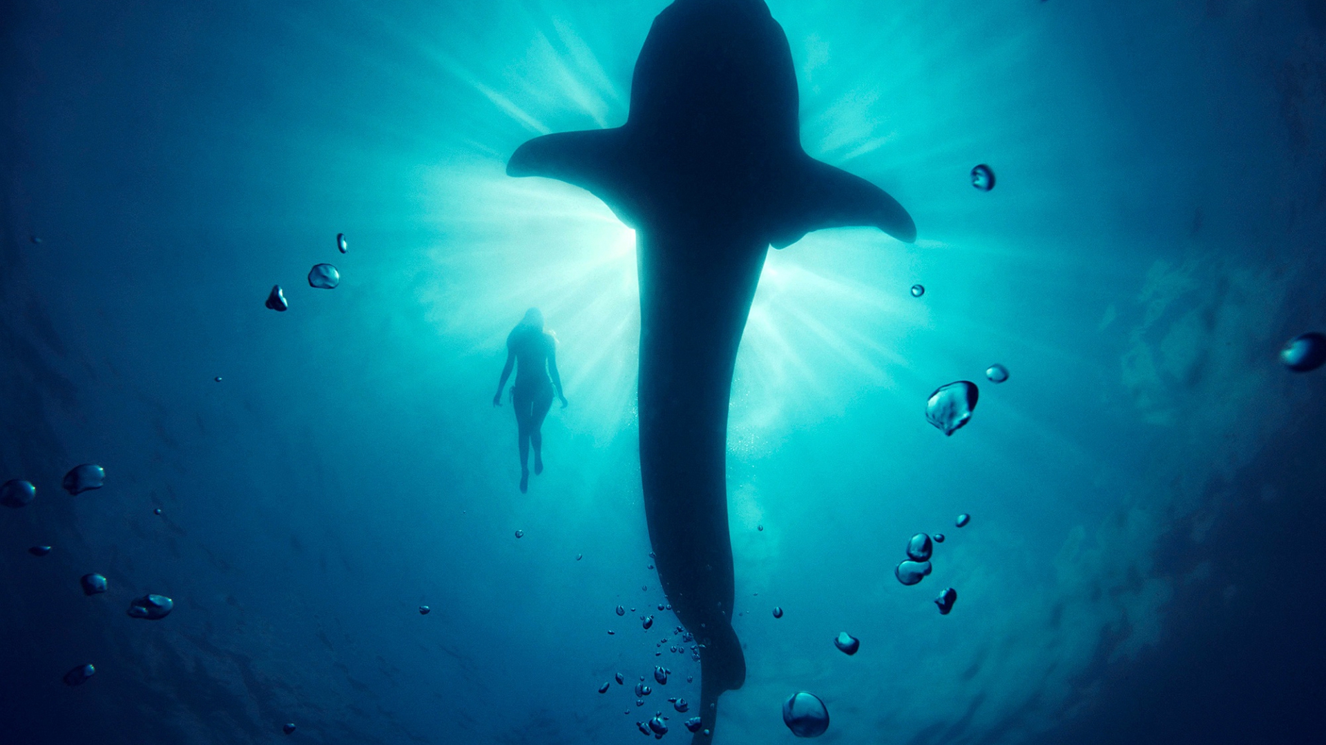 кит, underwater, модель