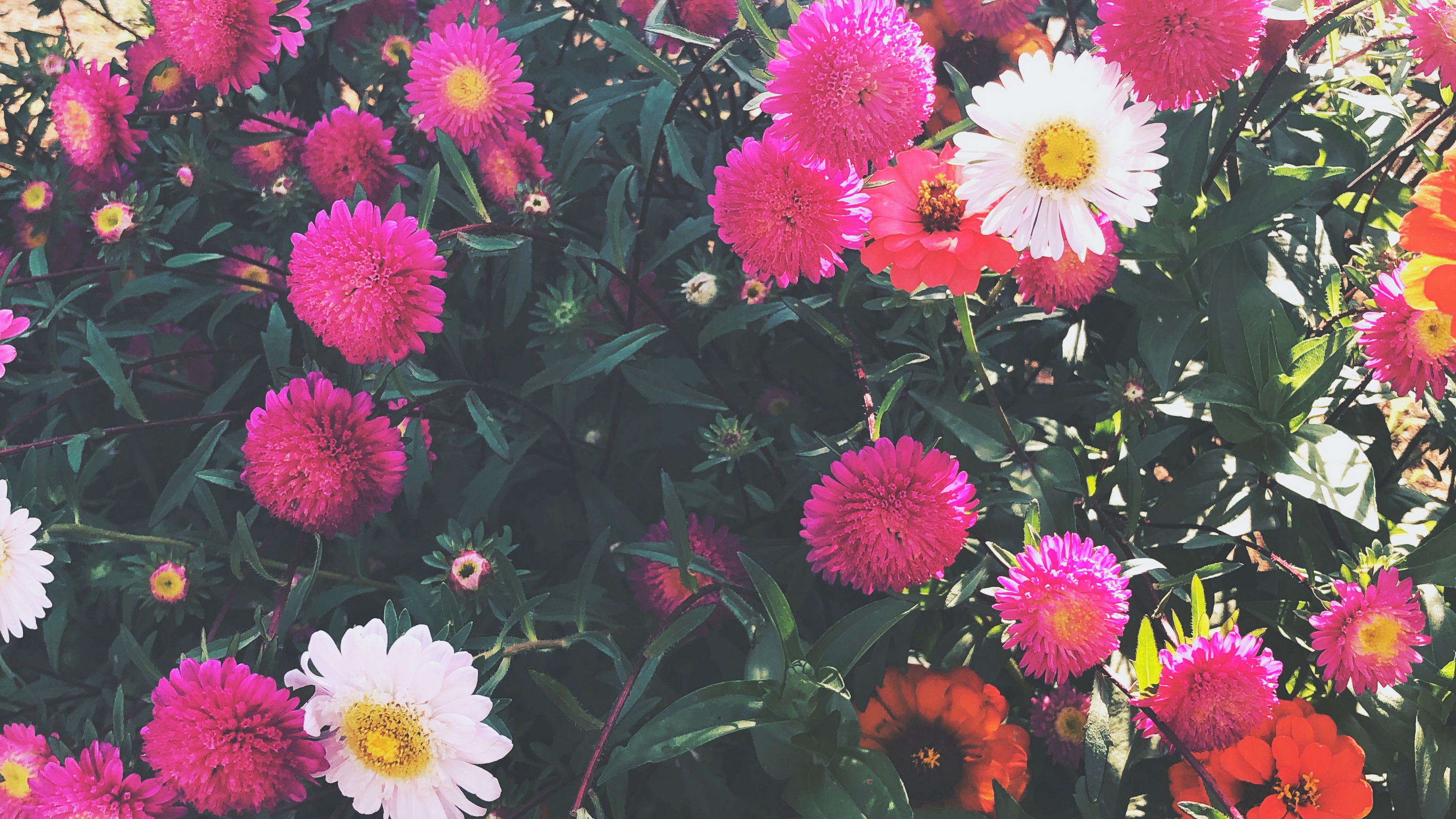 aster