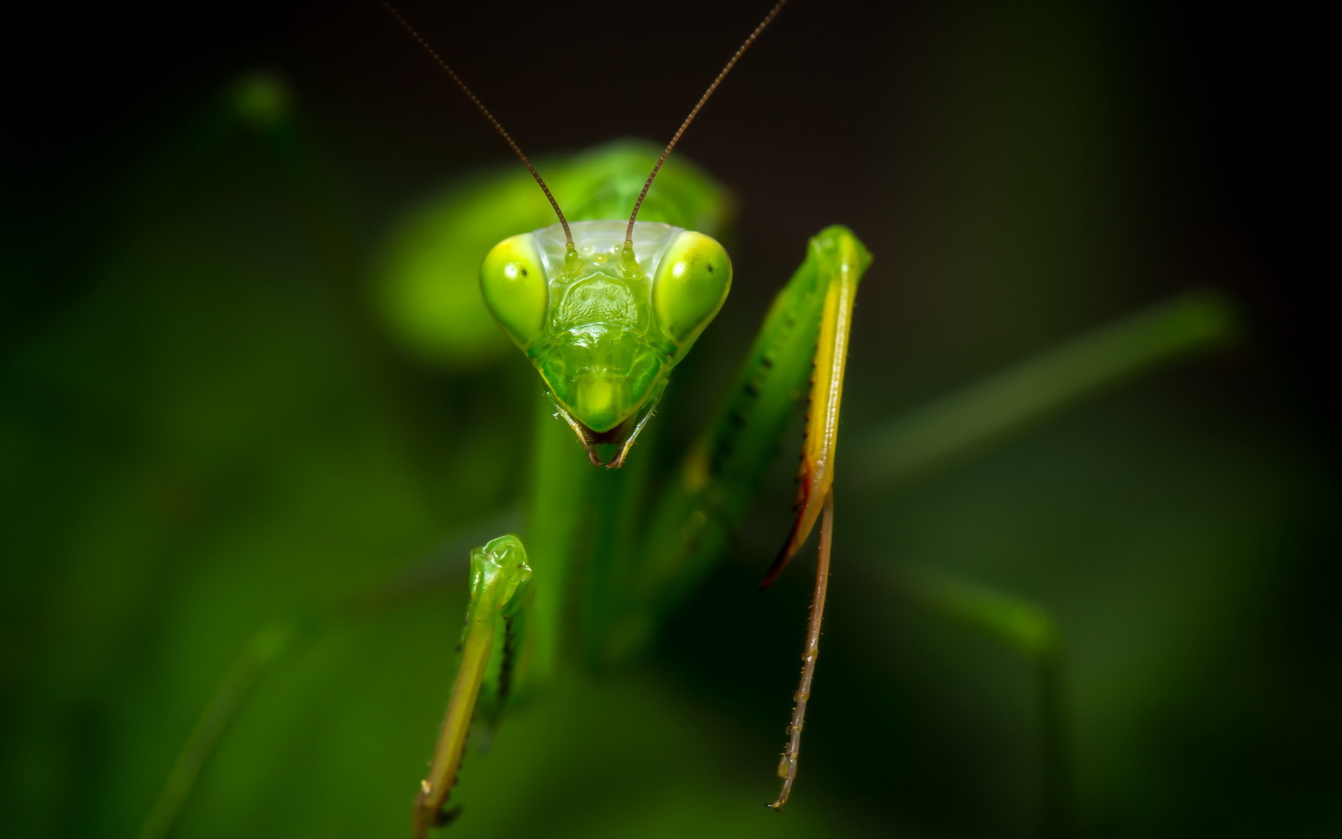 mantis, praying, website